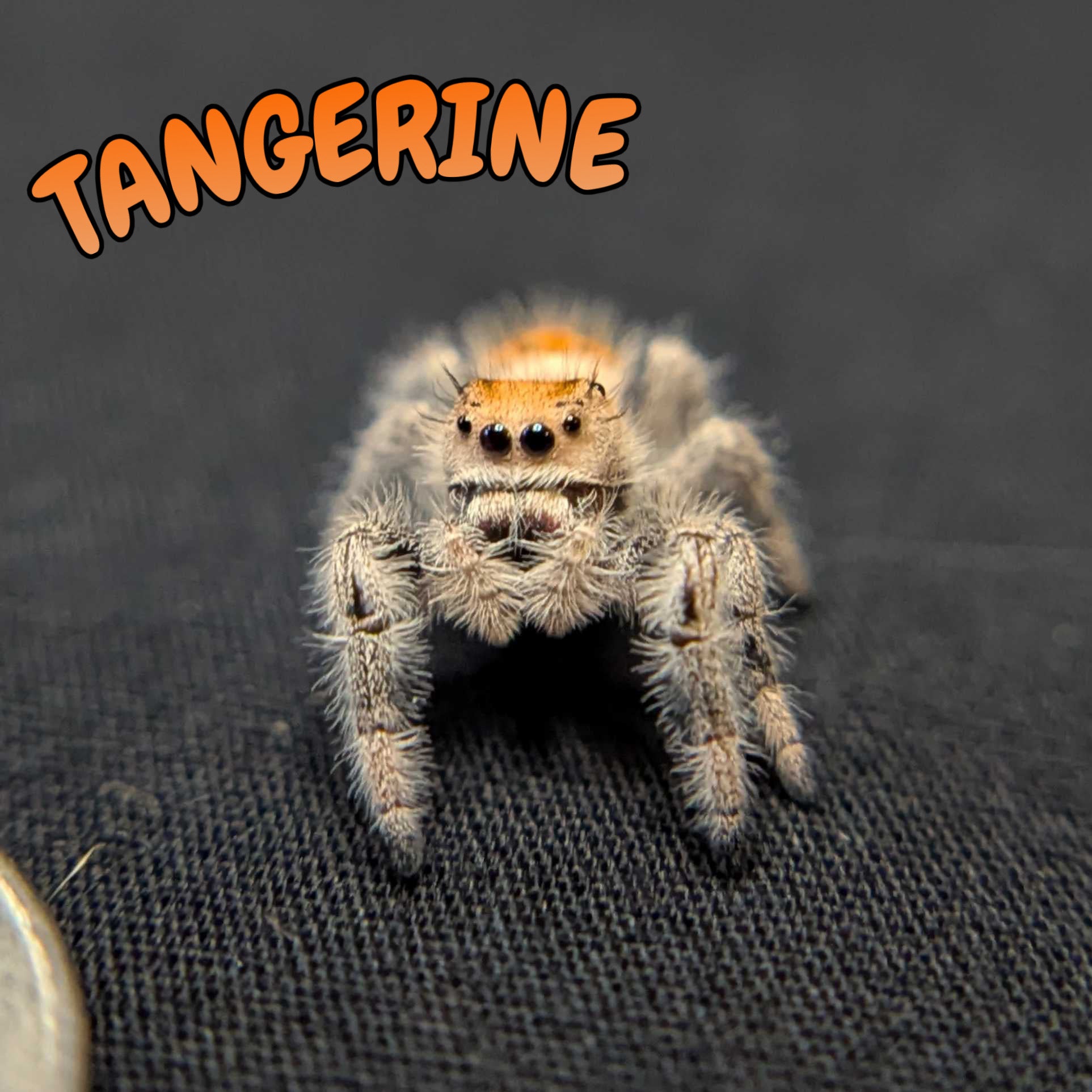 Regal Jumping Spider "Tangerine"