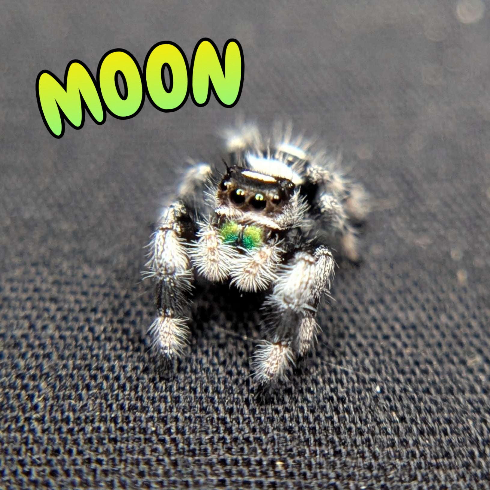 Male Regal Jumping Spider "Moon"