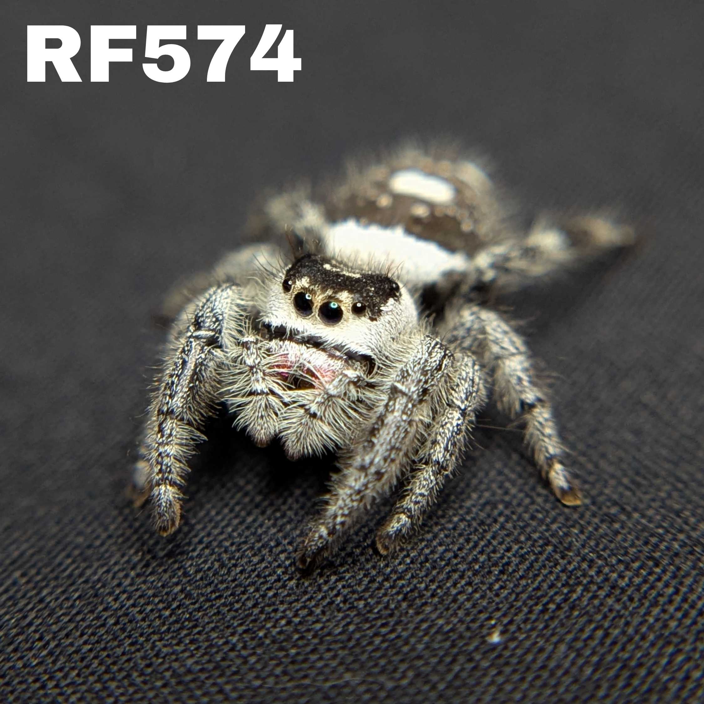 Regal Jumping Spider "Vanilla Bean”