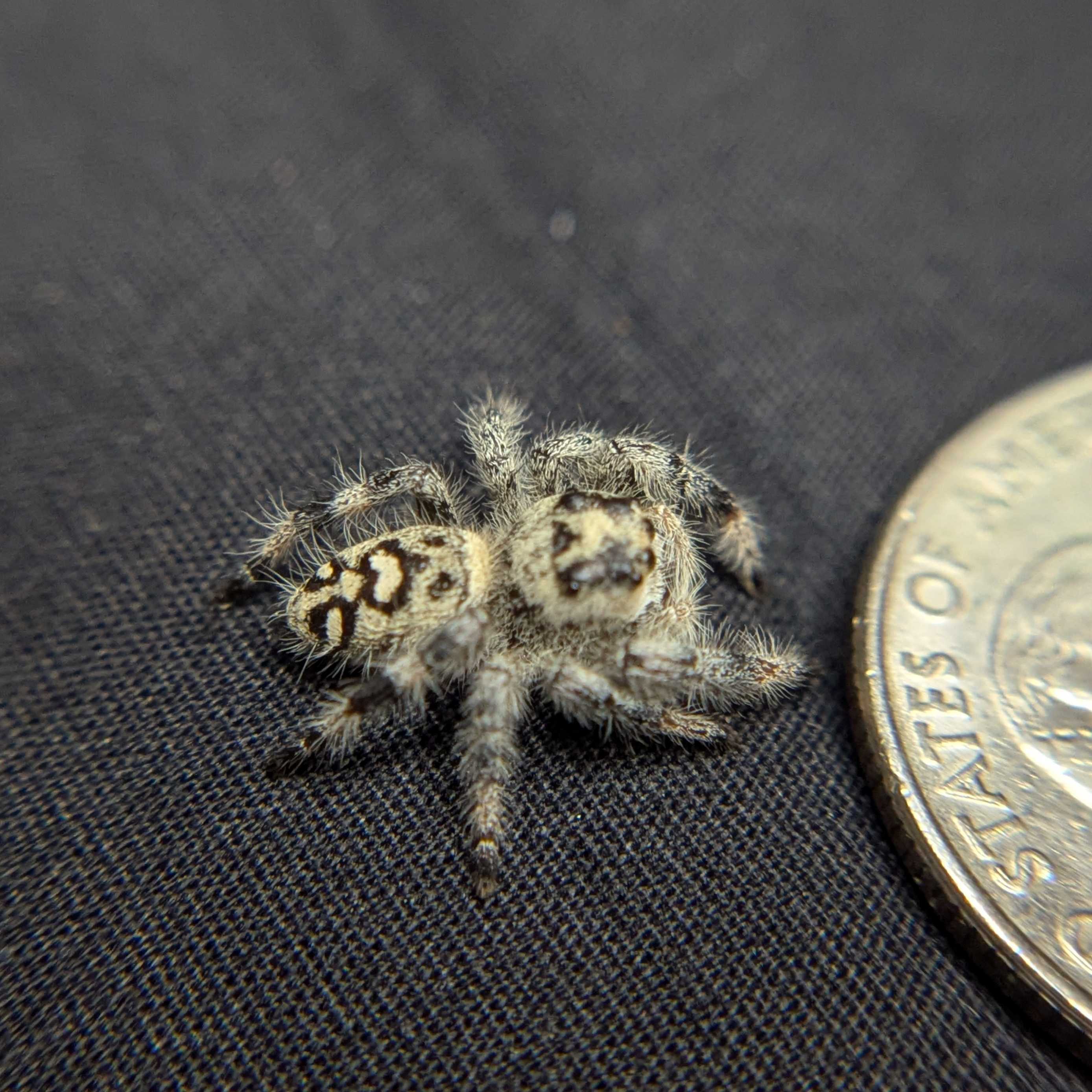Regal Jumping Spider "Bunny"