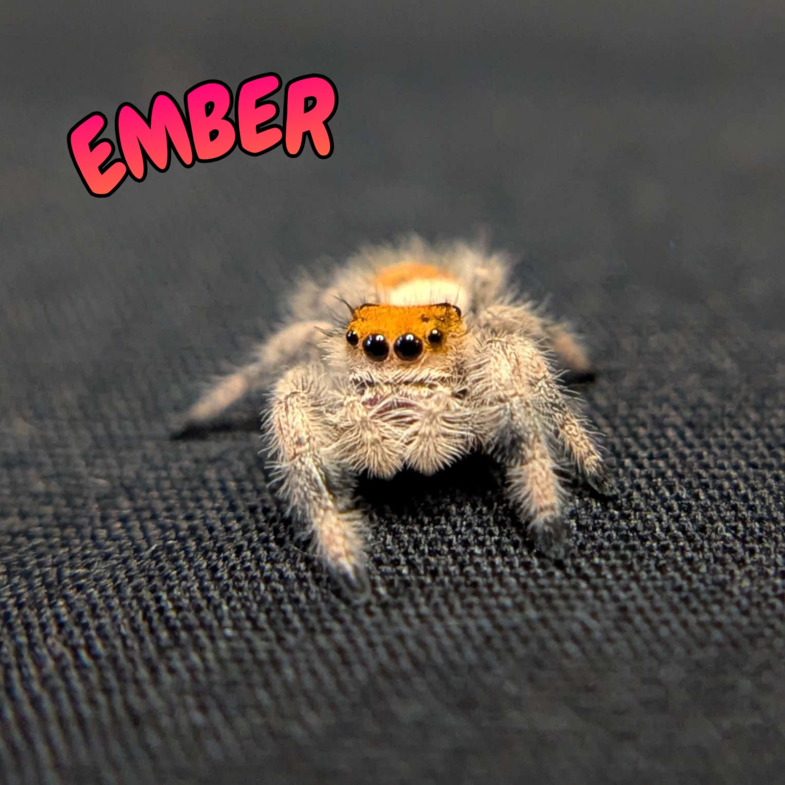 Regal Jumping Spider "Ember"
