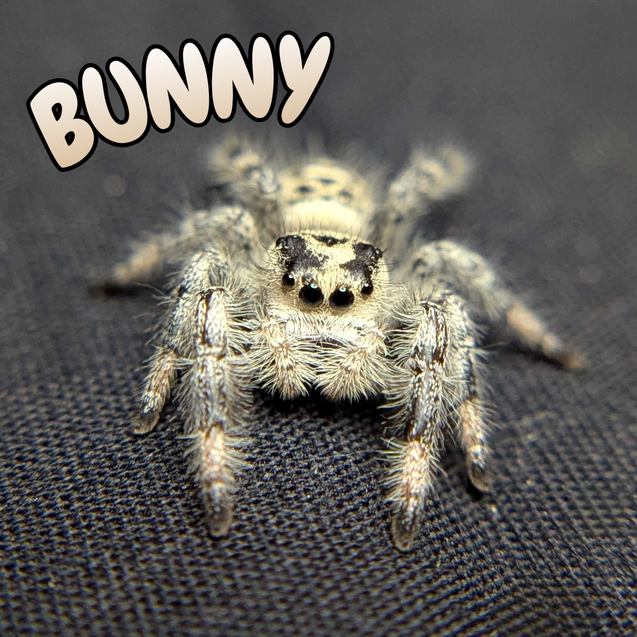 Regal Jumping Spider "Bunny"