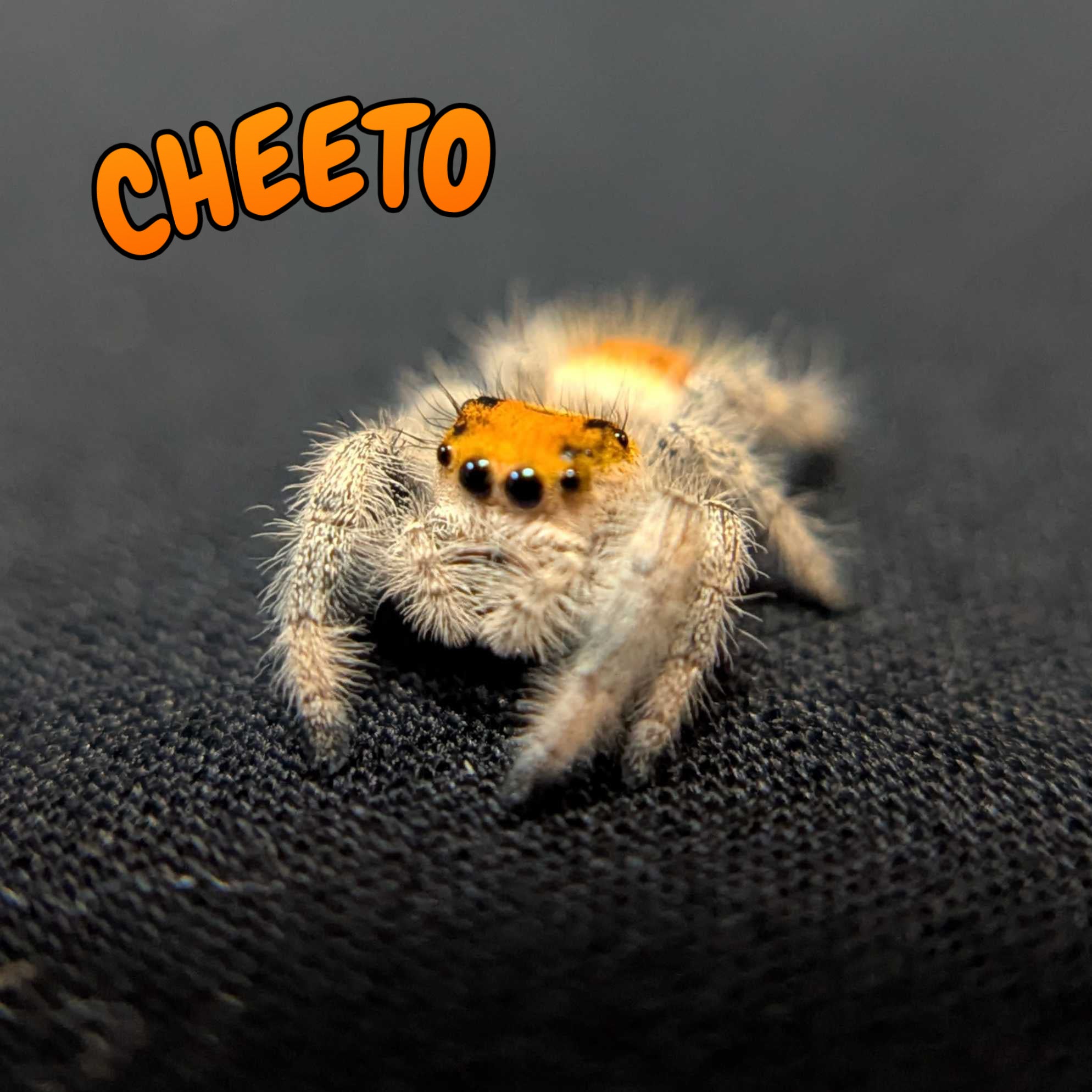 Regal Jumping Spider "Cheeto"