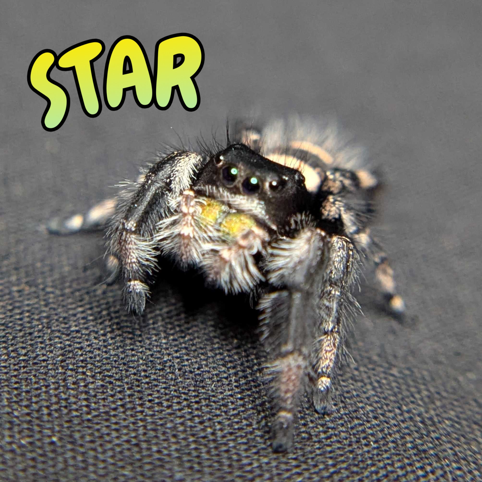 Regal Jumping Spider "Star"