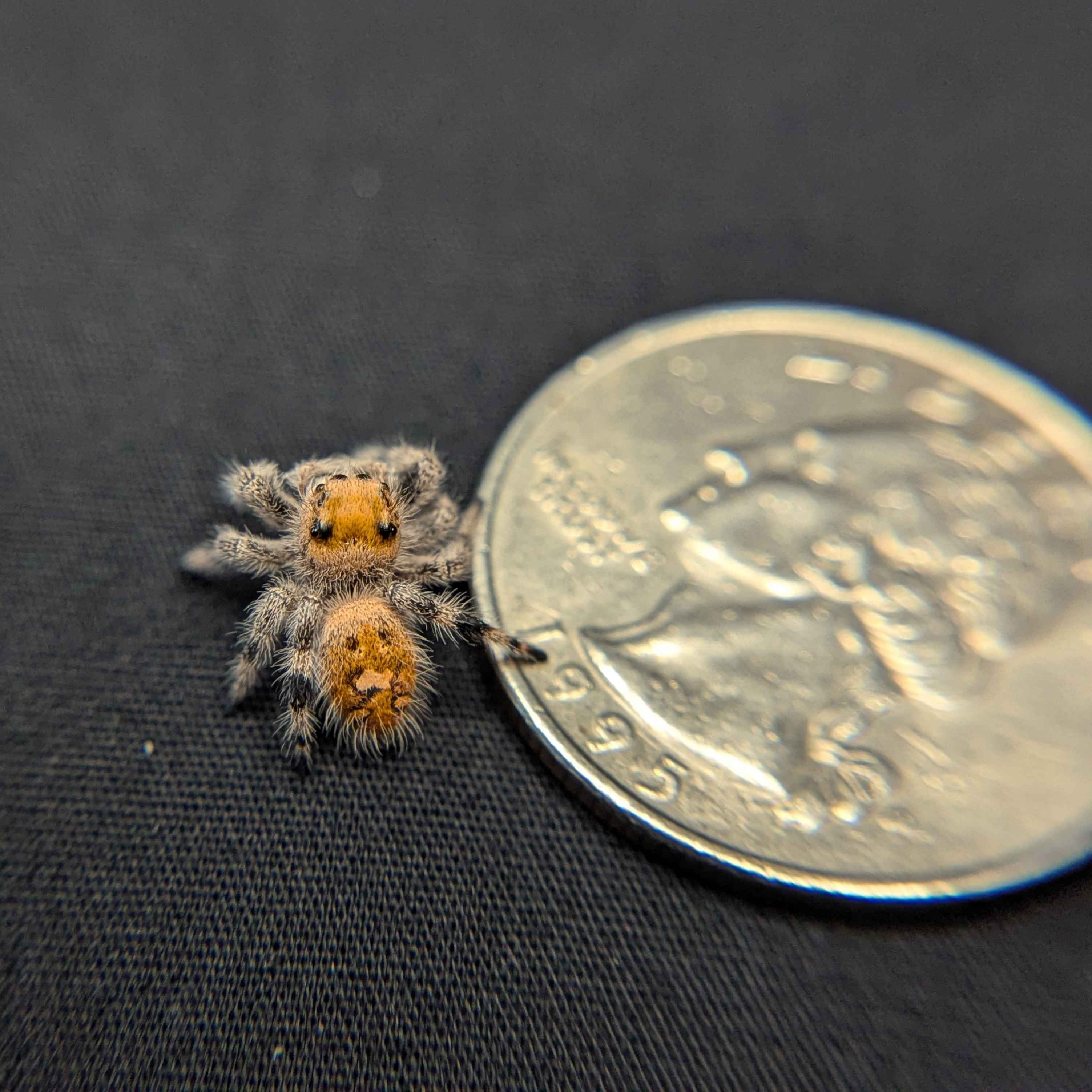 Regal Jumping Spider "Candy Corn"