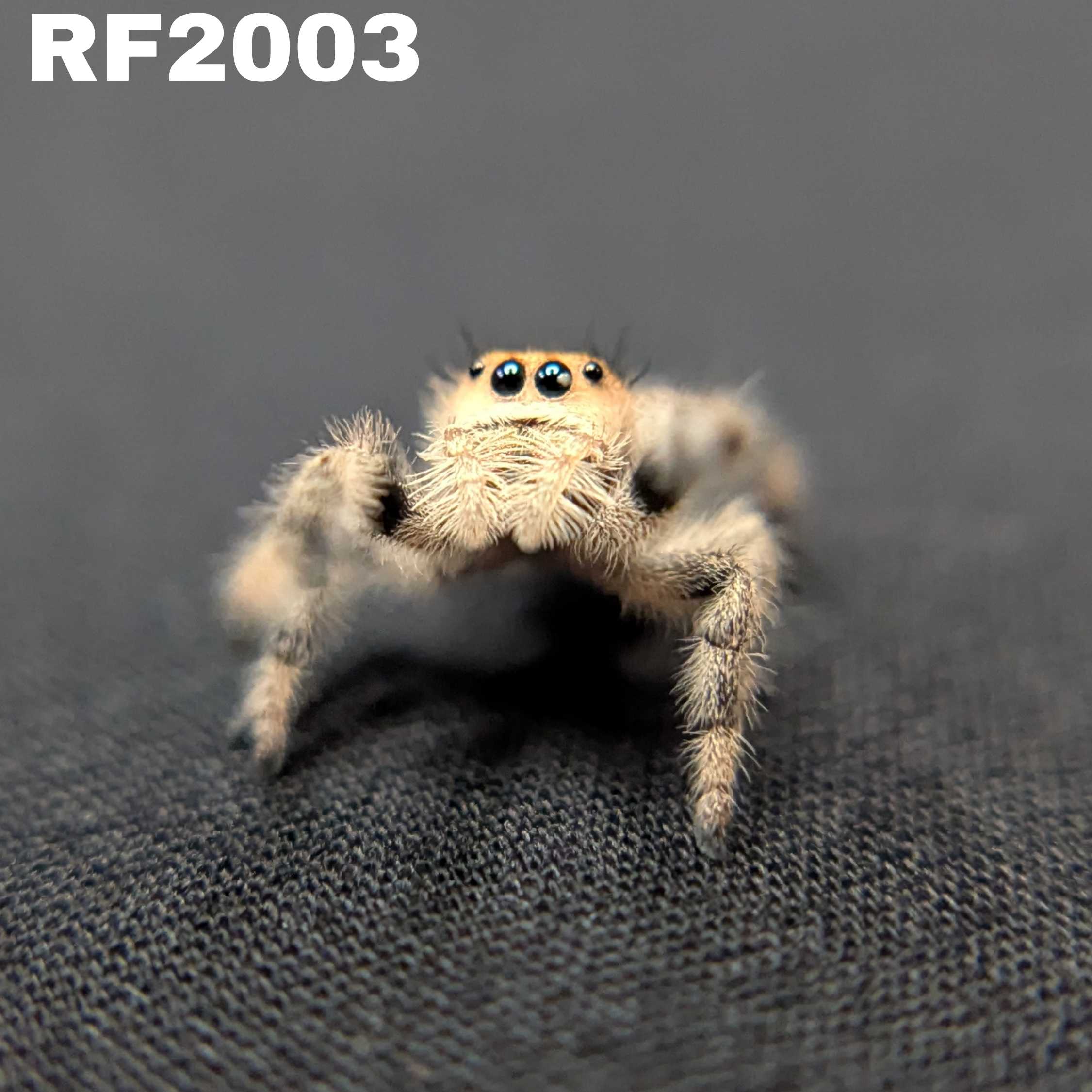 Regal Jumping Spider "Candy Corn"