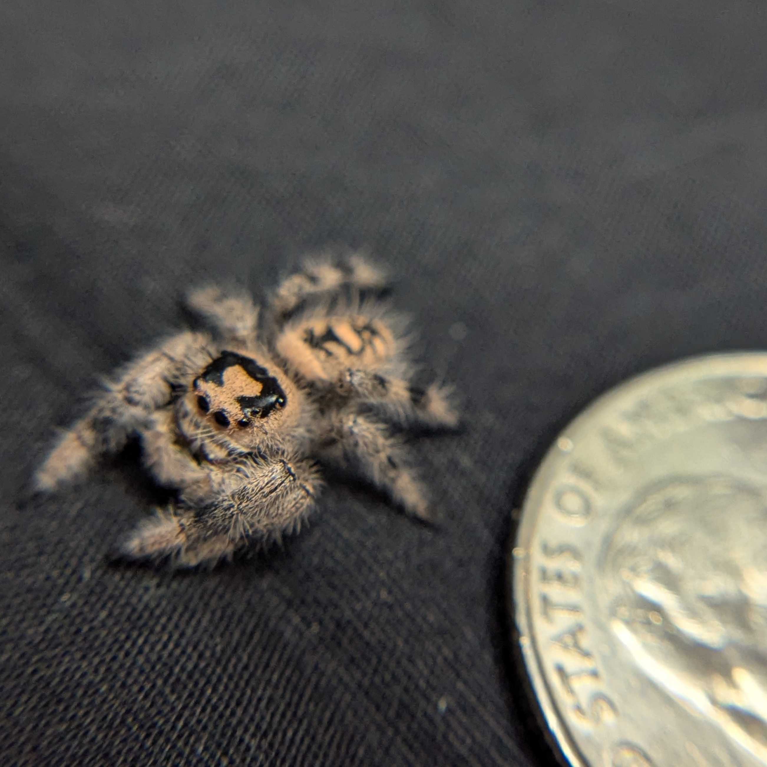 Regal Jumping Spider "Waffle"