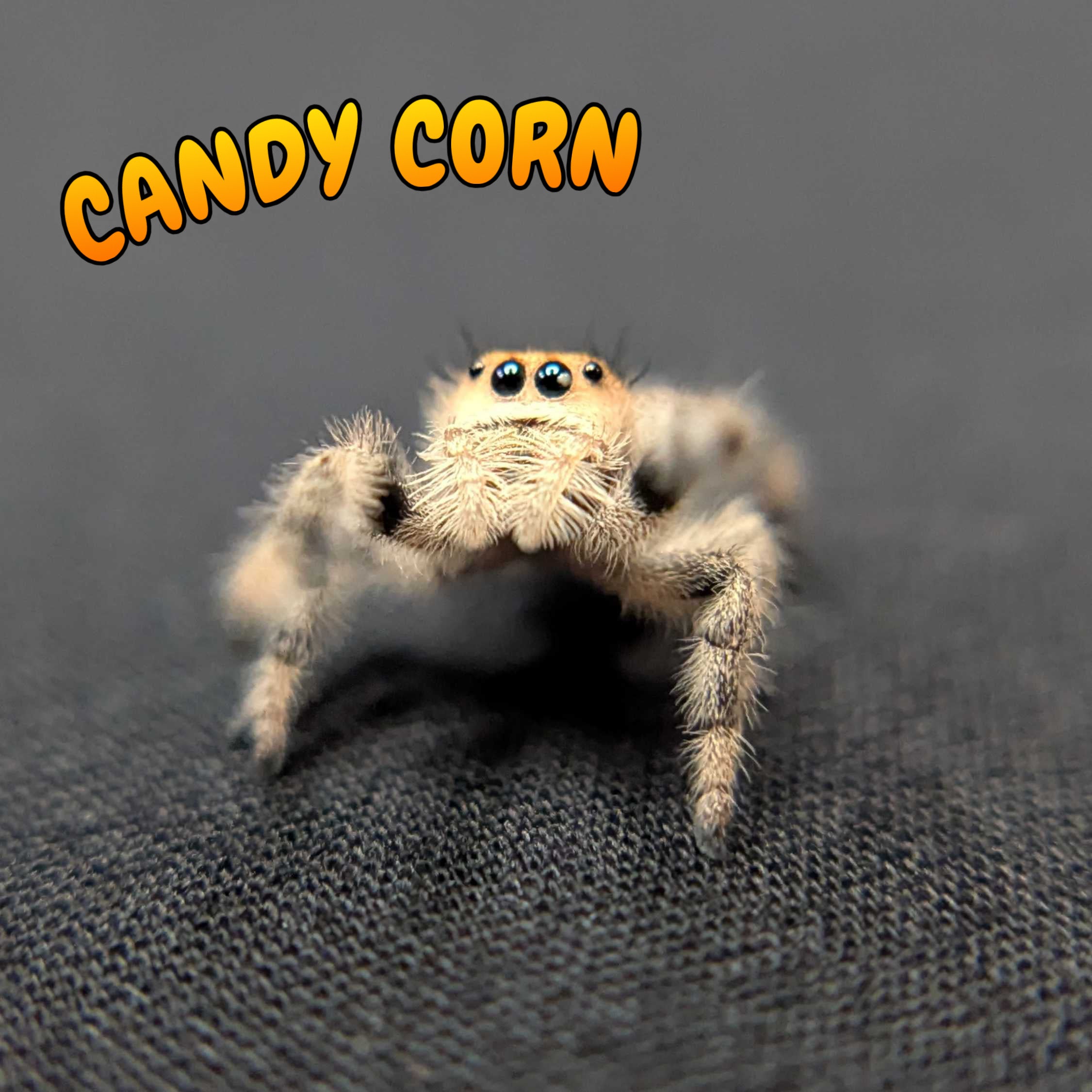 Regal Jumping Spider "Candy Corn"