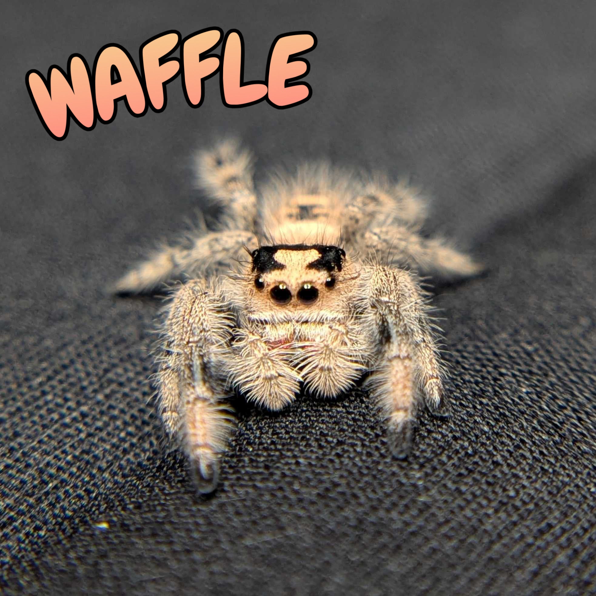 Regal Jumping Spider "Waffle"