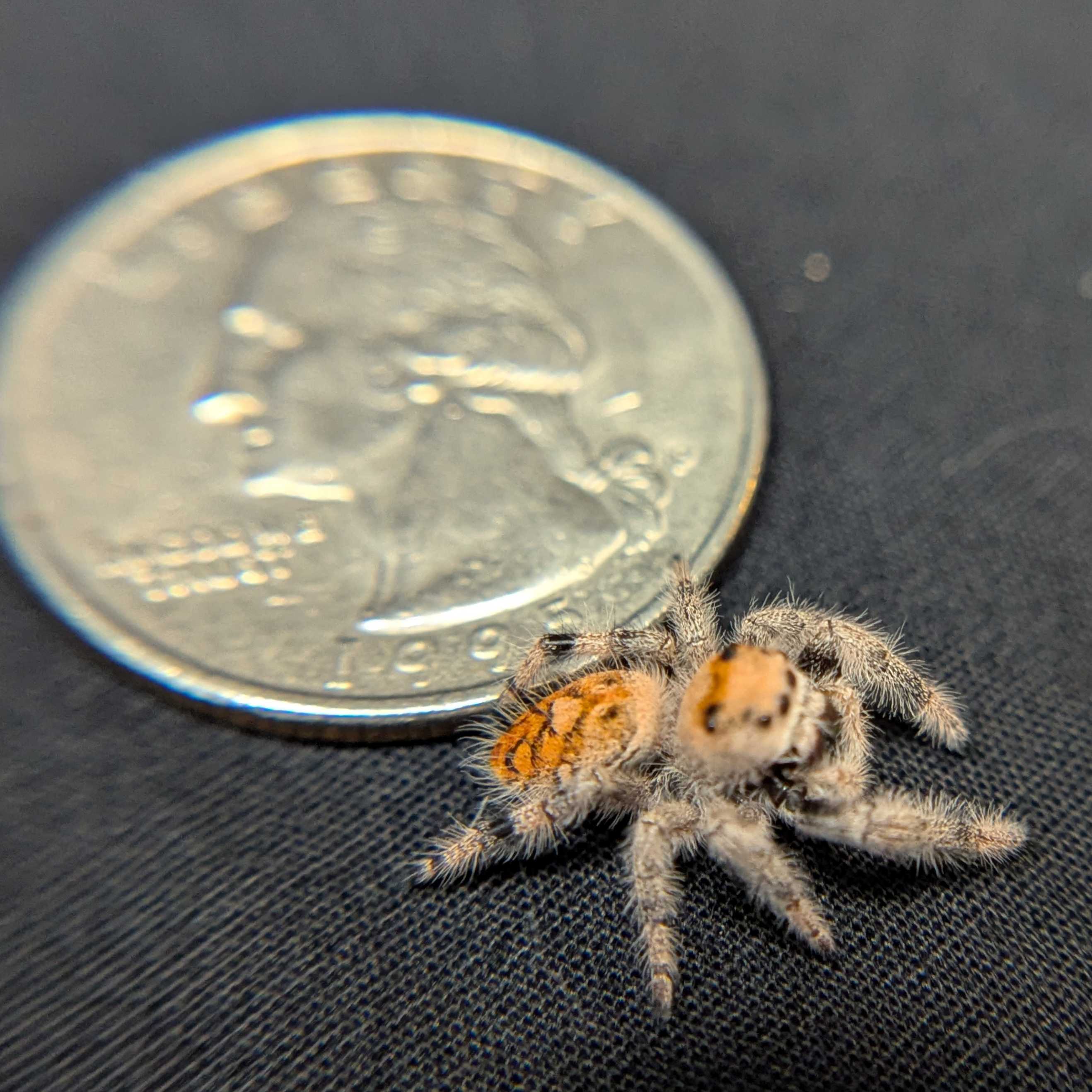 Regal Jumping Spider "Tomato"