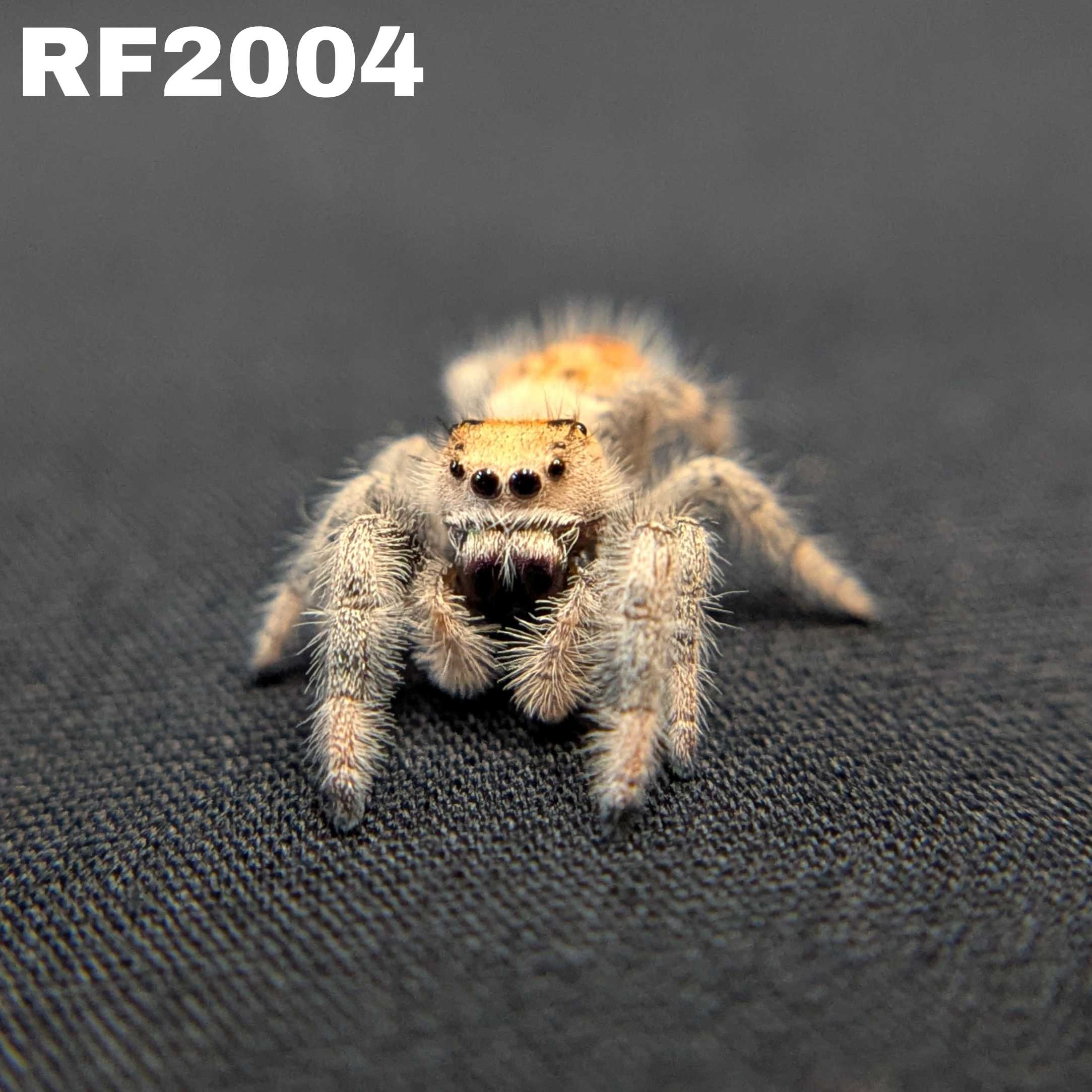 Regal Jumping Spider "Tomato"