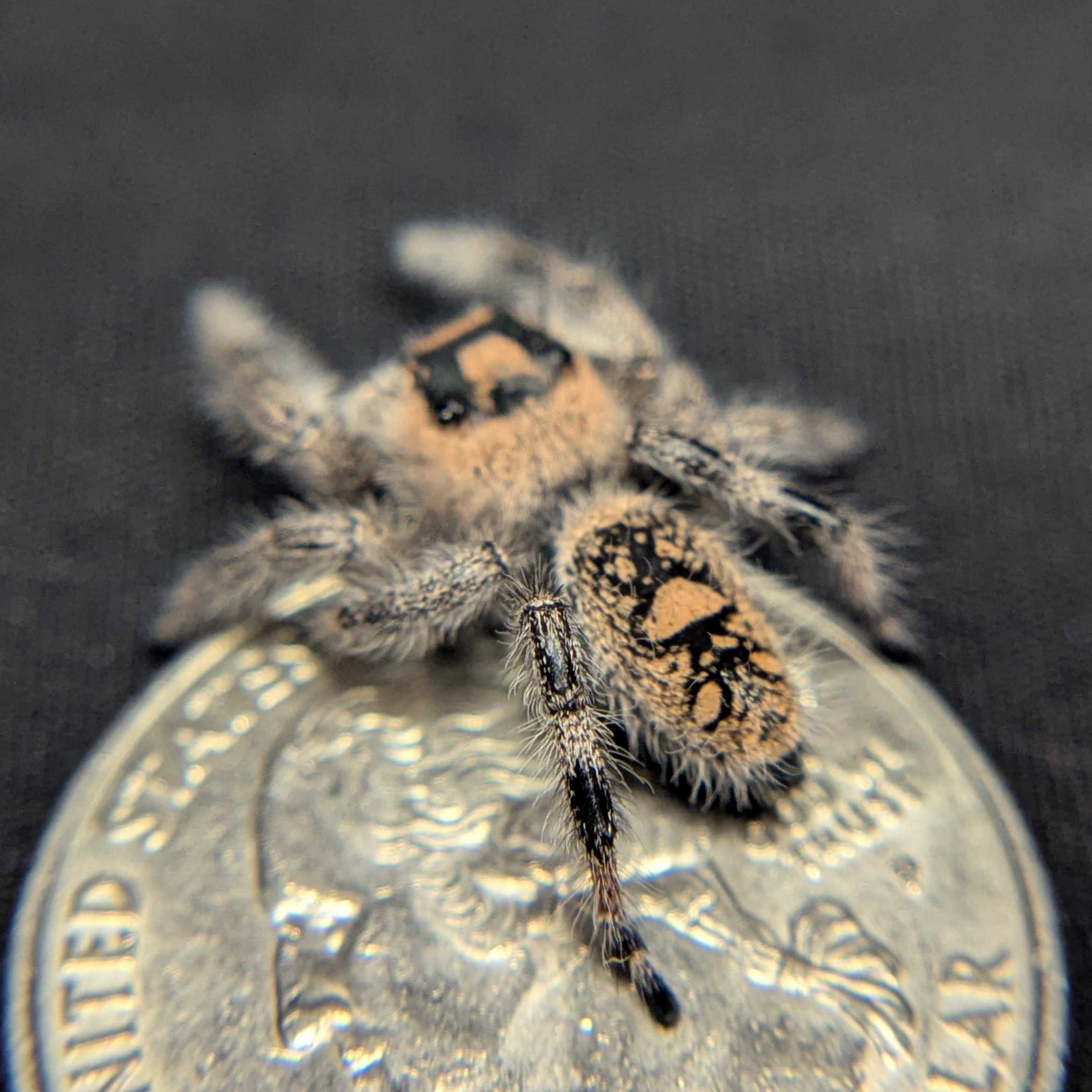 Regal Jumping Spider "Smoothie"