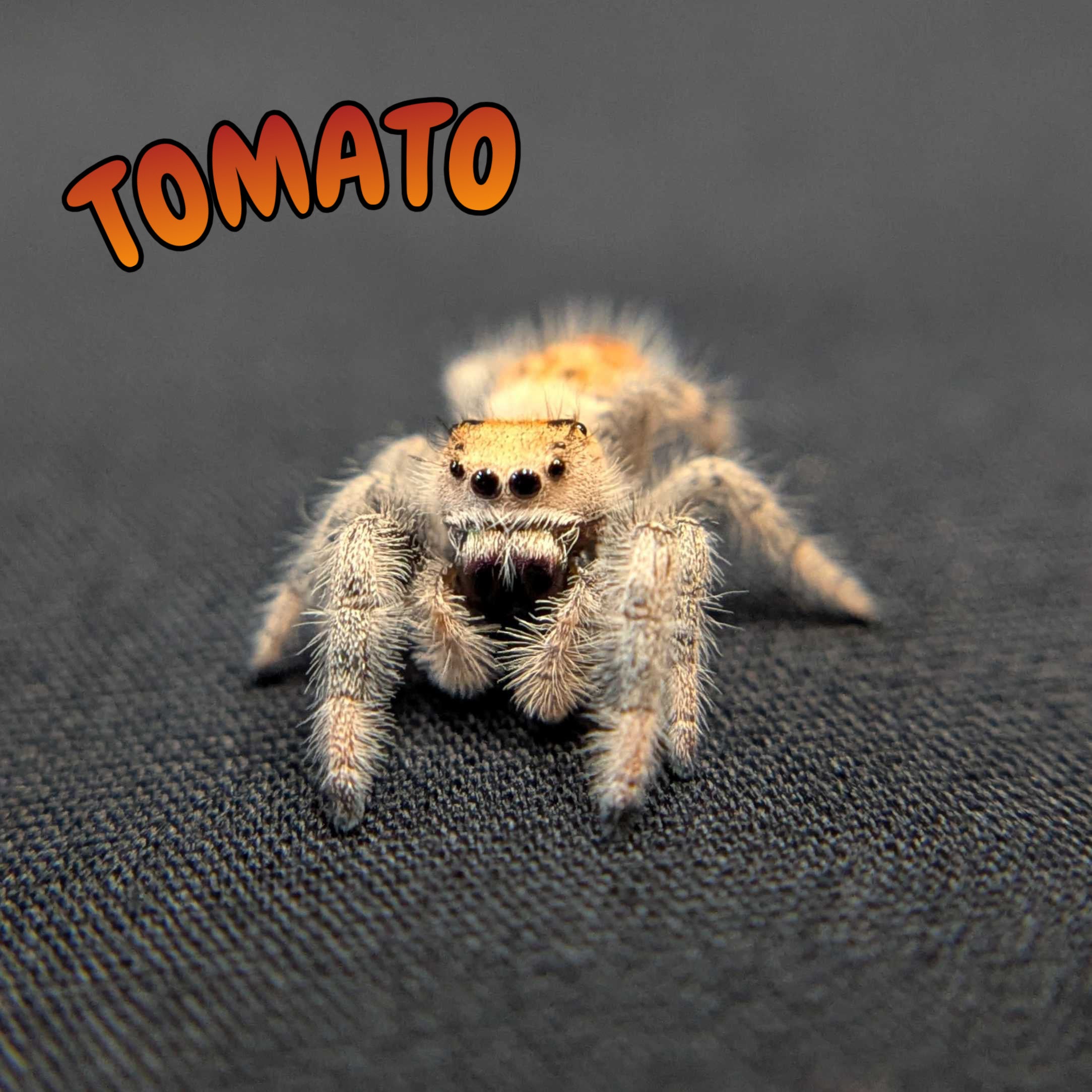Regal Jumping Spider "Tomato"