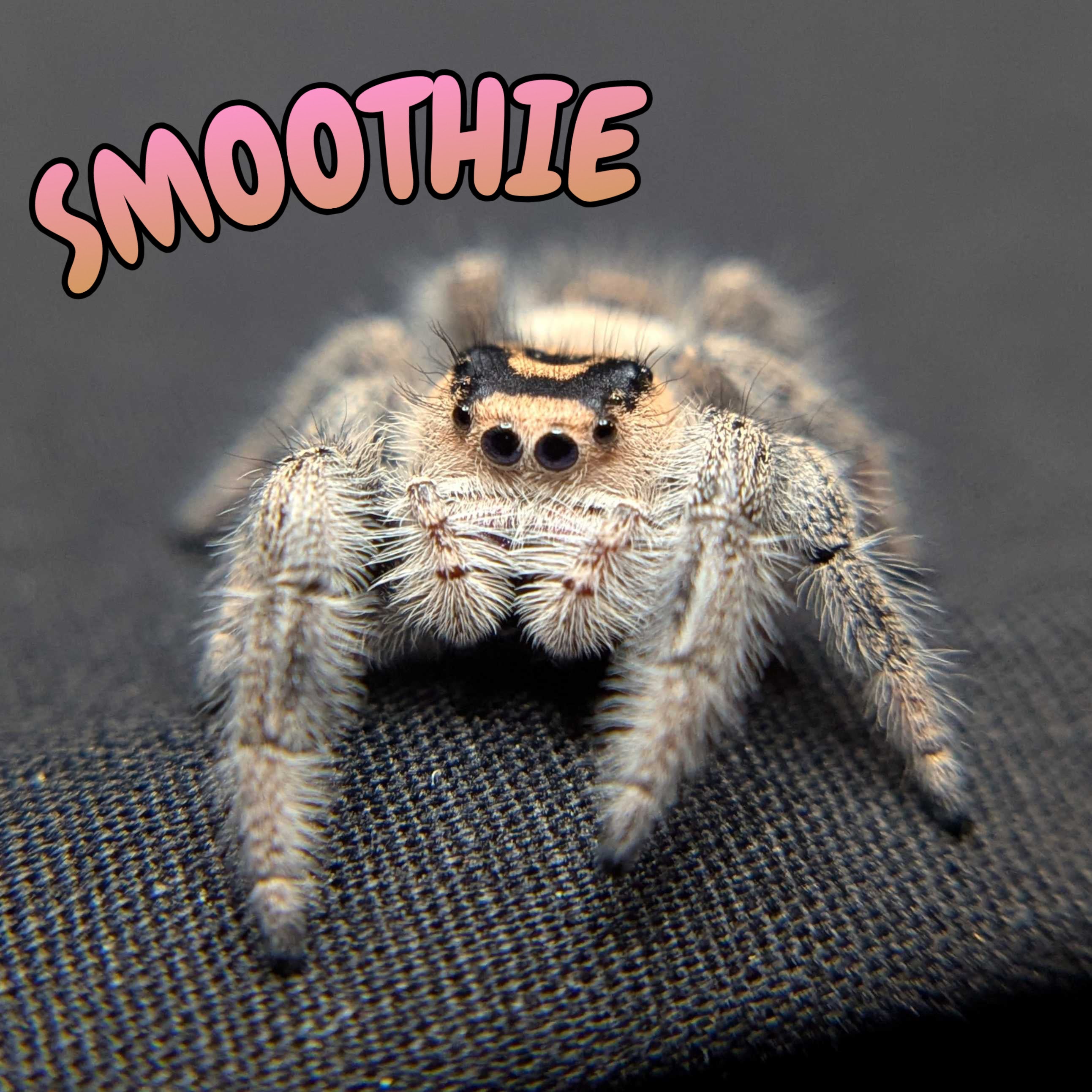 Regal Jumping Spider "Smoothie"