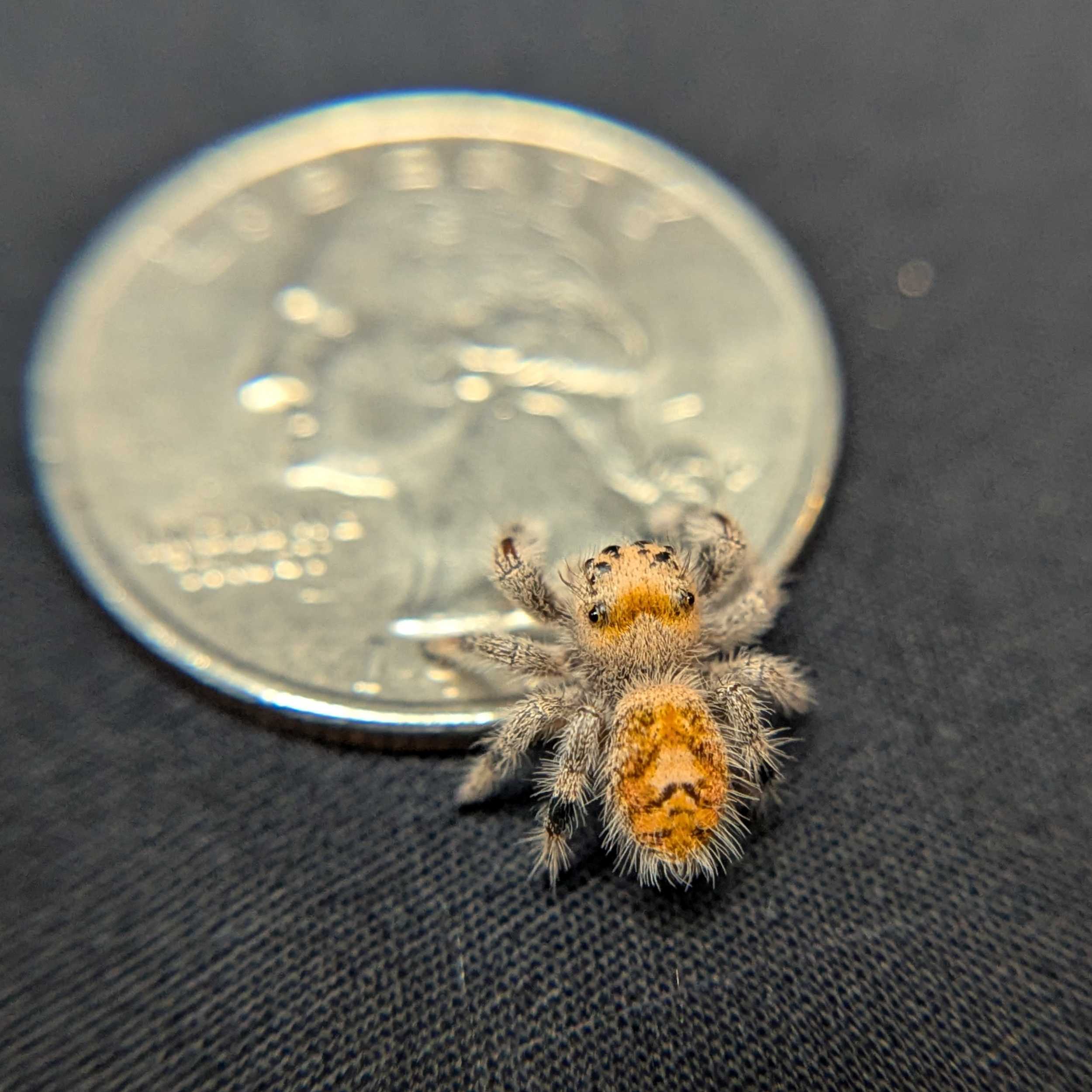 Regal Jumping Spider "Sunday"
