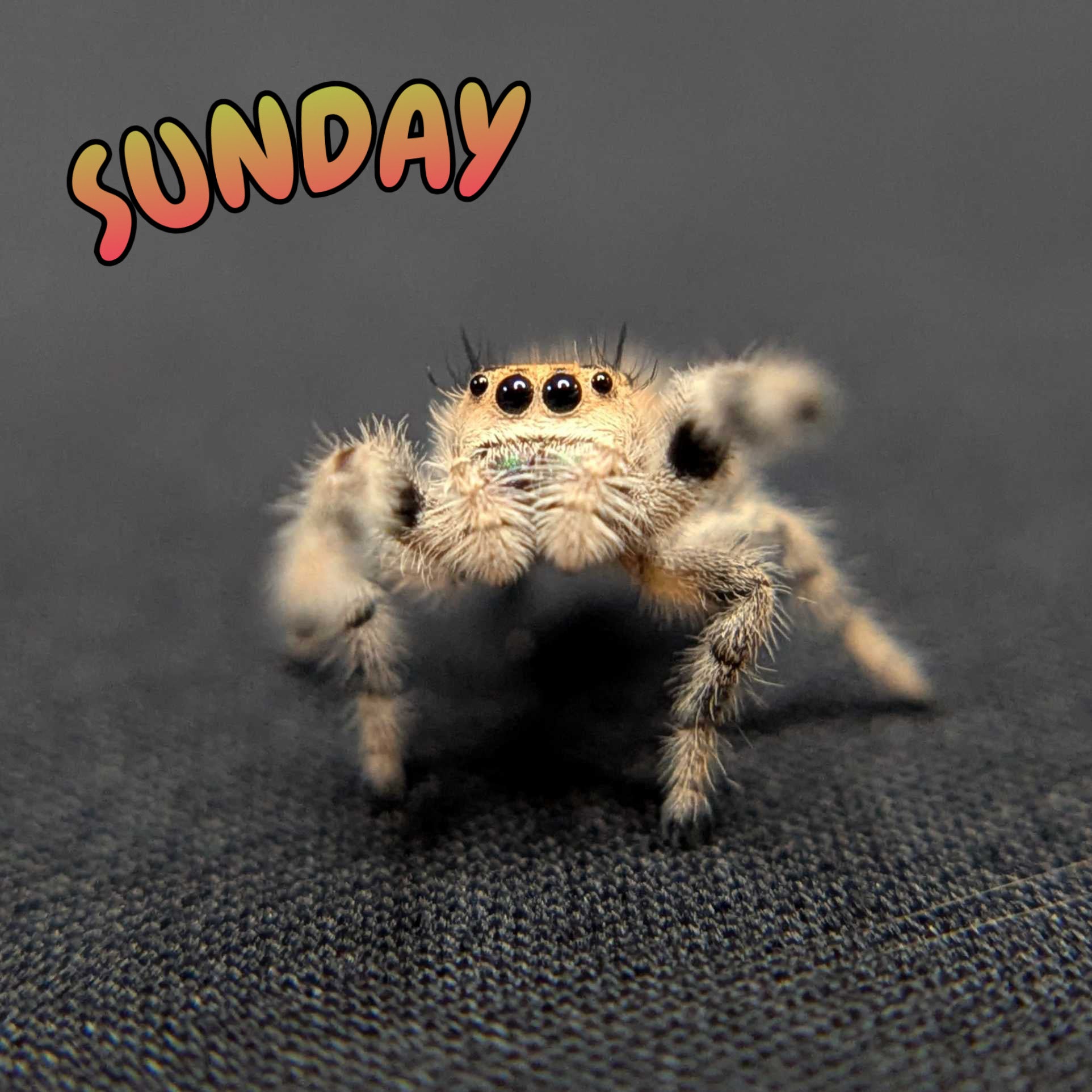 Regal Jumping Spider "Sunday"