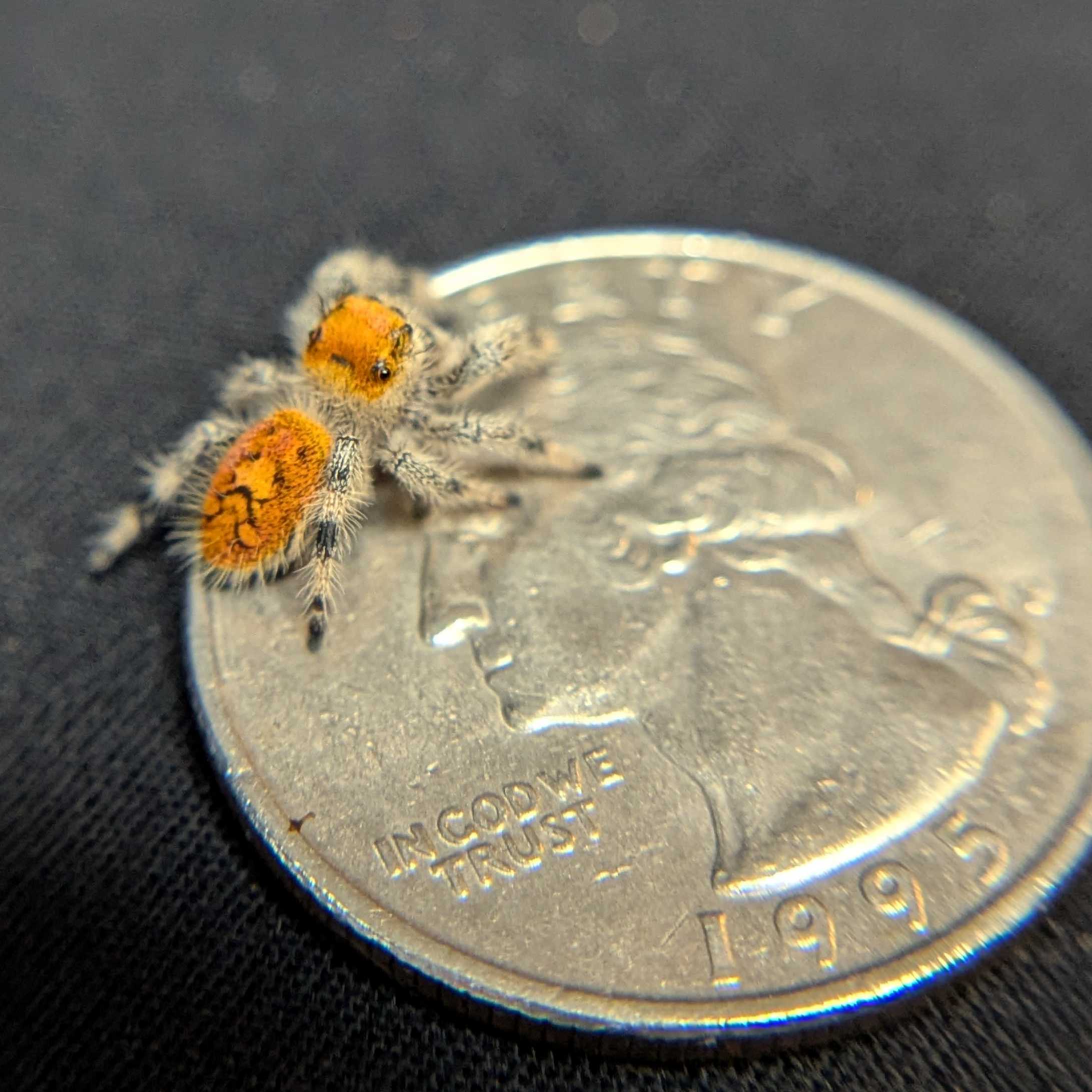 Regal Jumping Spider “Penny”