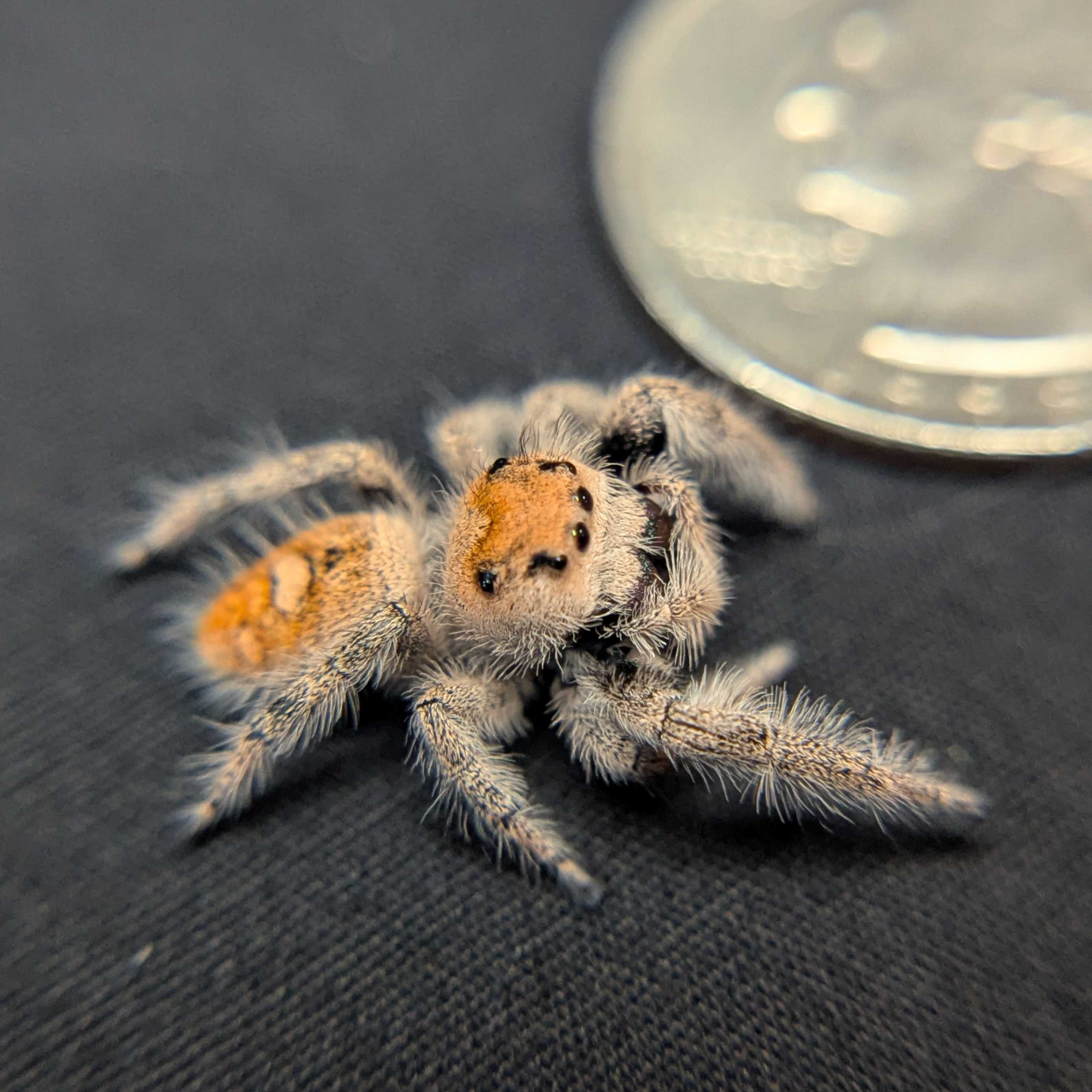 Regal Jumping Spider “Blackberry Pie”