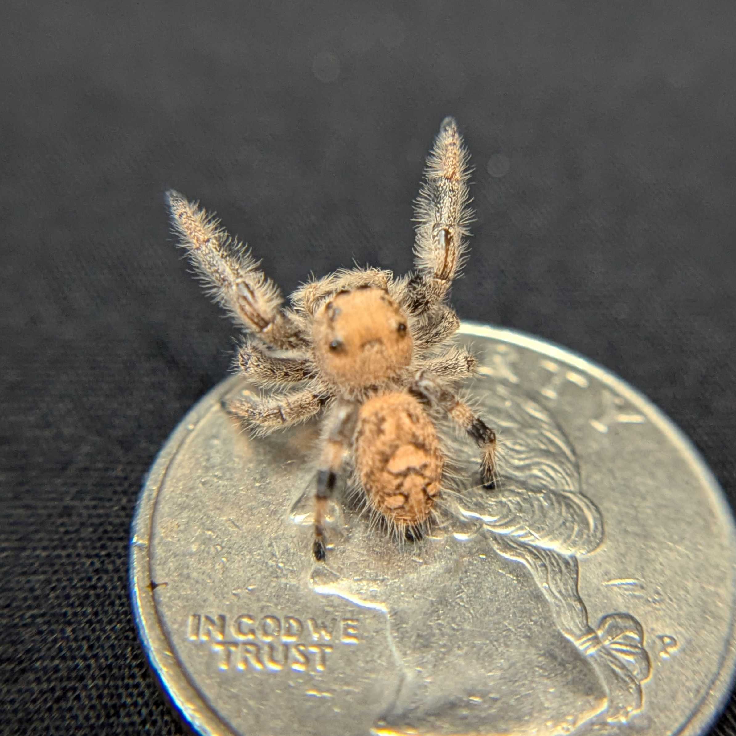 Regal Jumping Spider "Khaki"