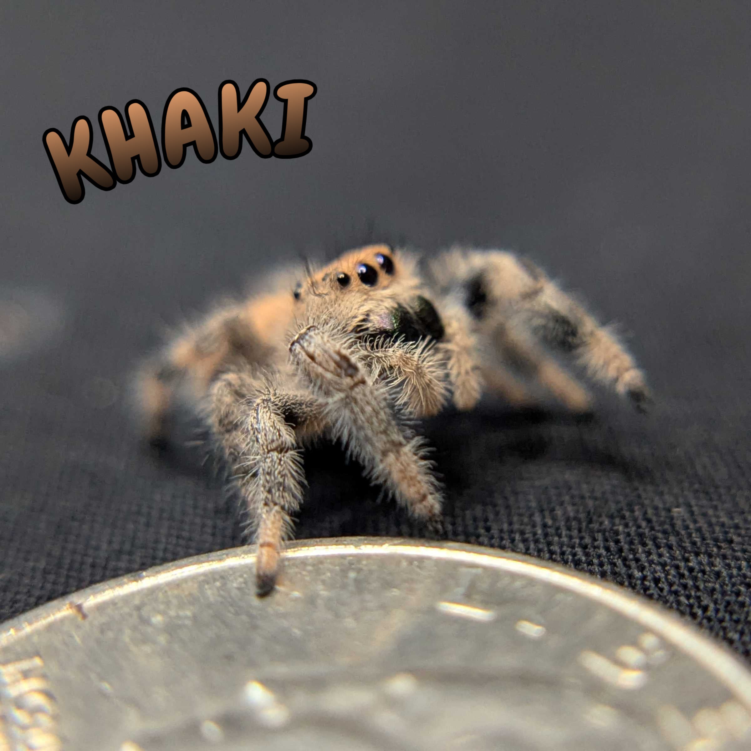 Regal Jumping Spider "Khaki"
