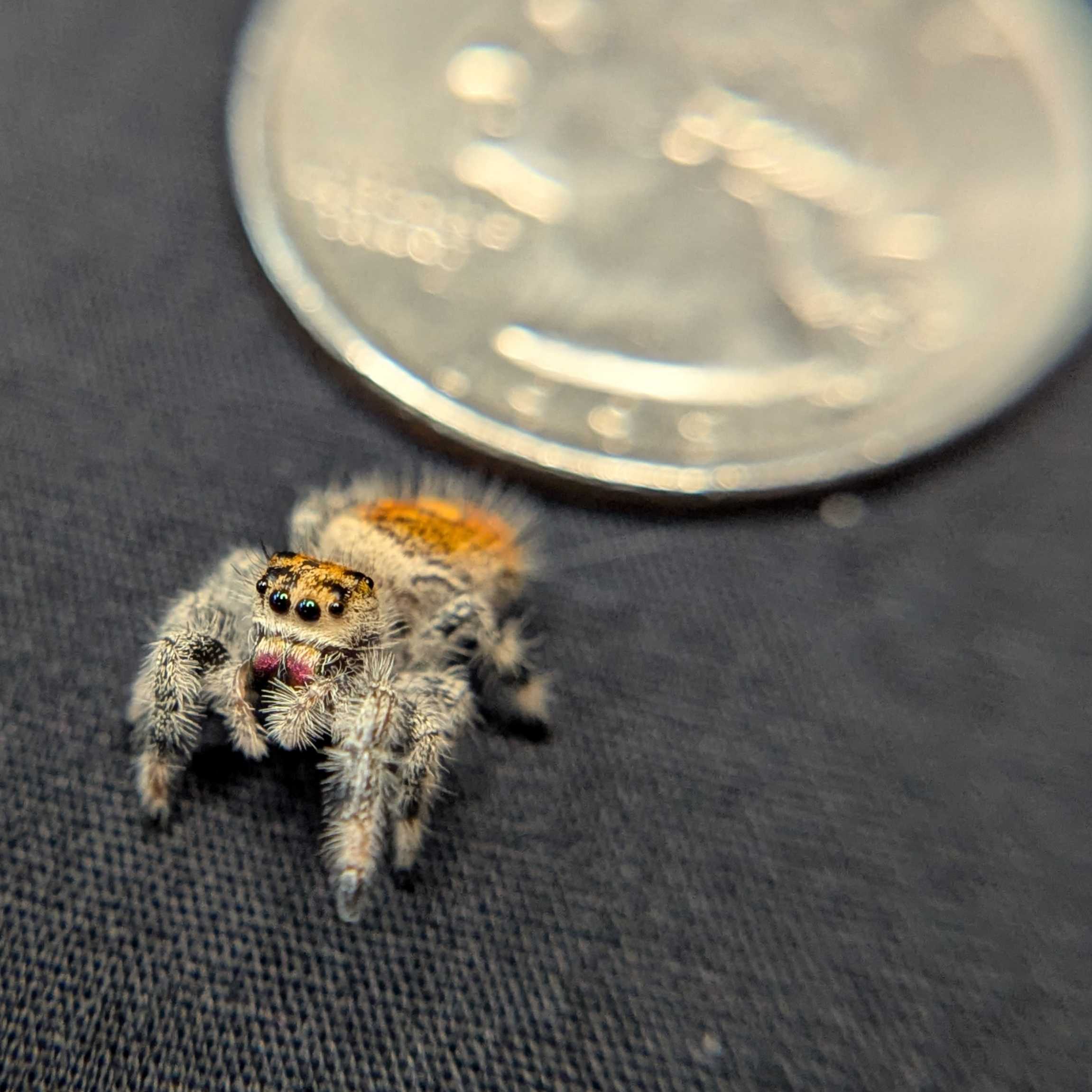 Regal Jumping Spider "Cherry"
