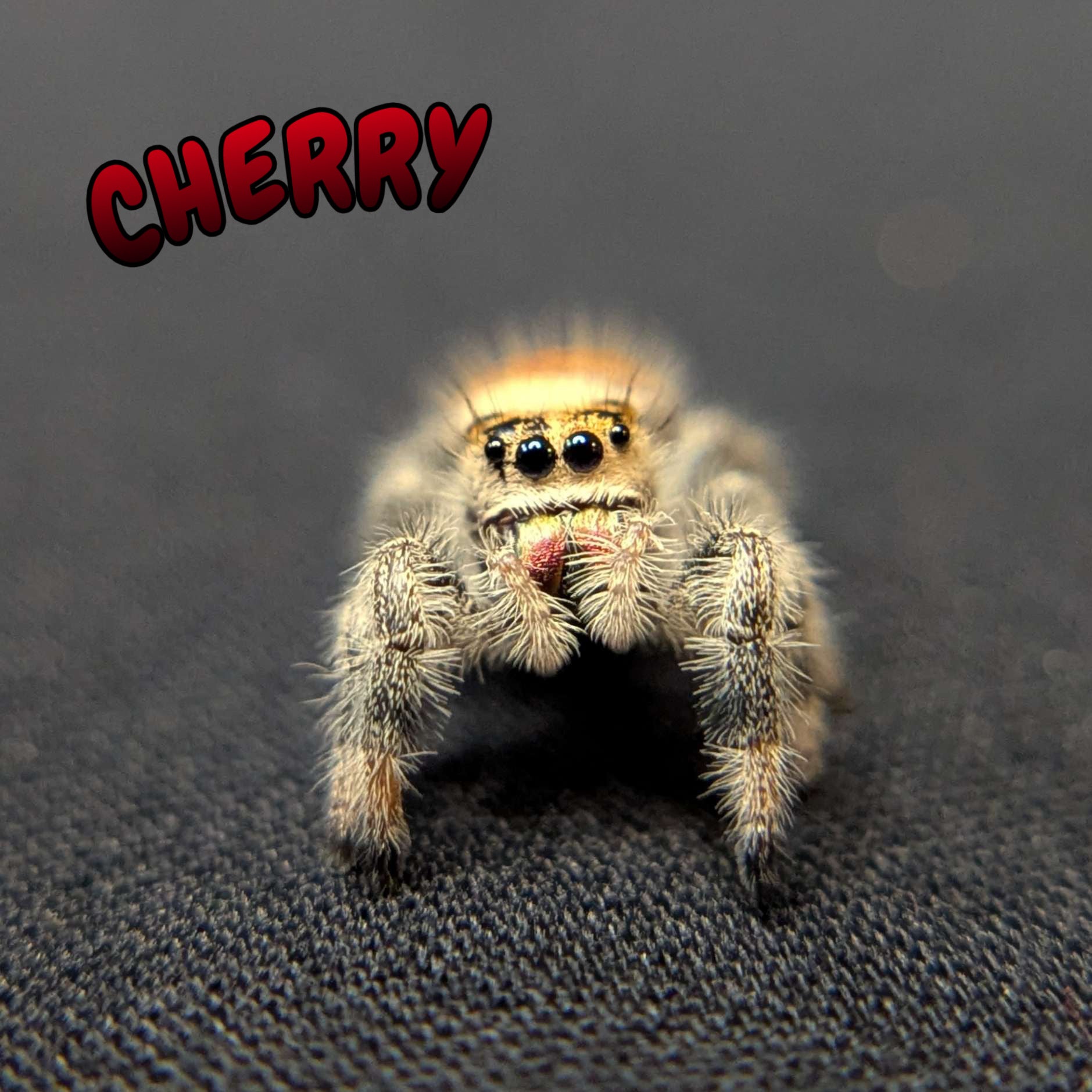 Regal Jumping Spider "Cherry"