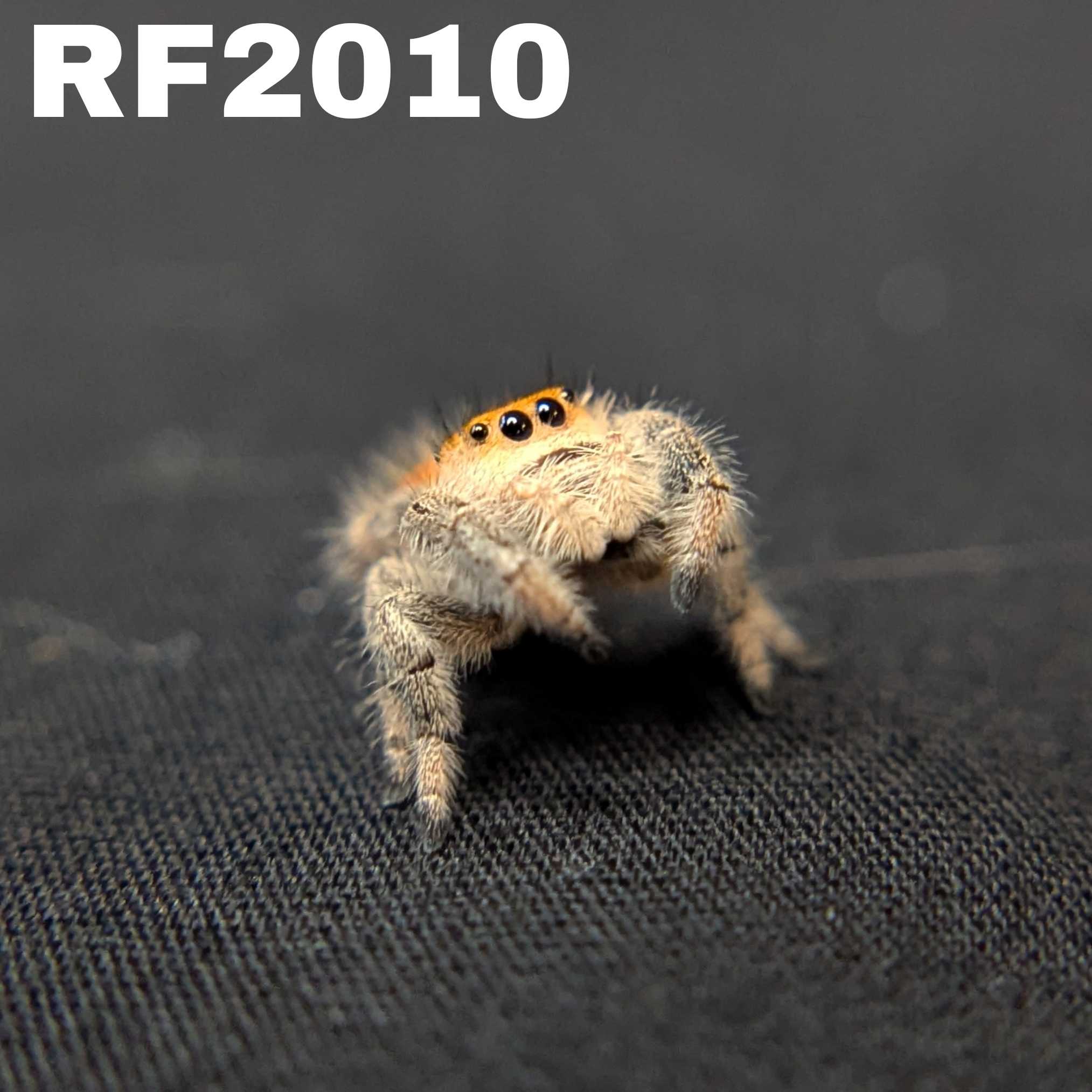 Regal Jumping Spider "Fig"