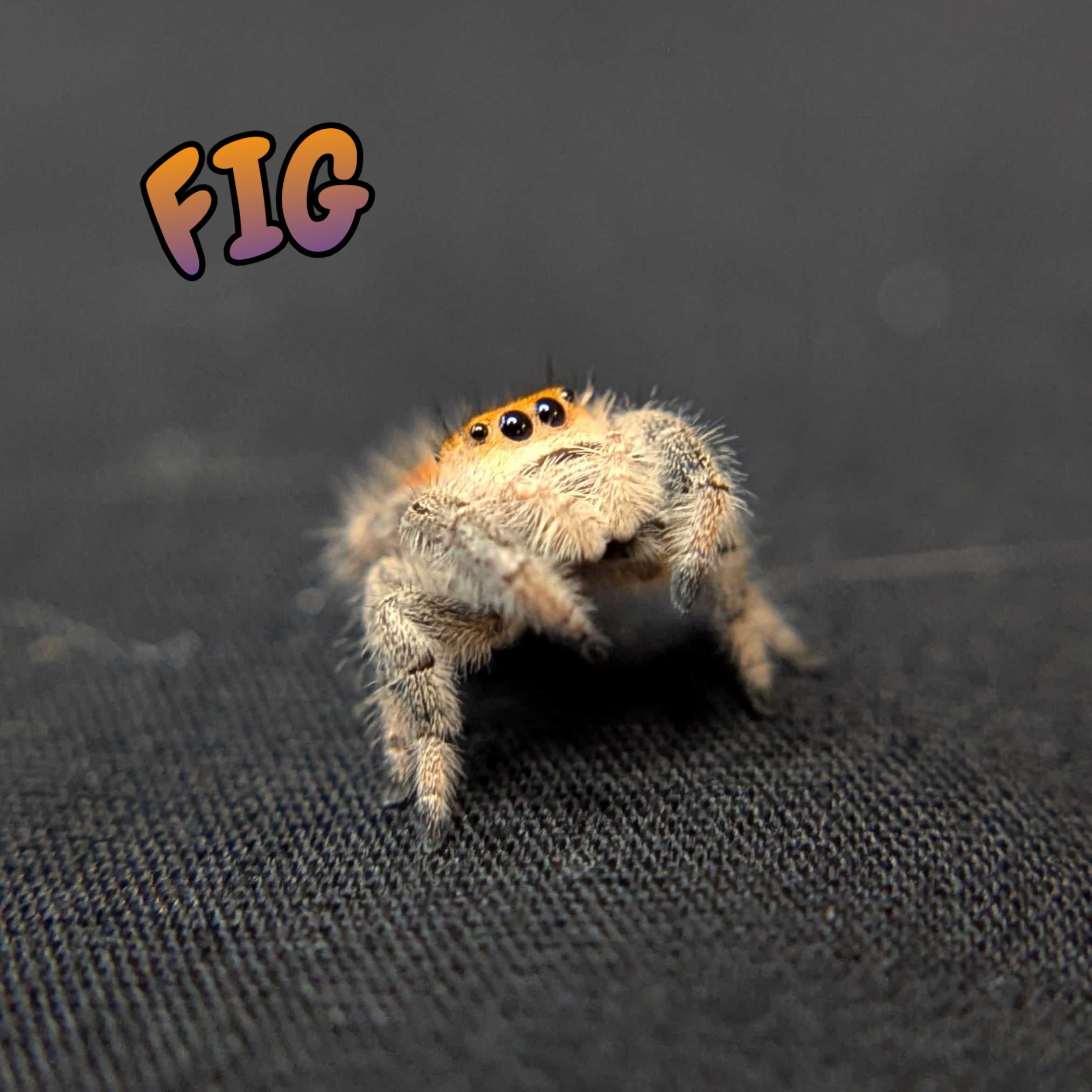 Regal Jumping Spider "Fig"