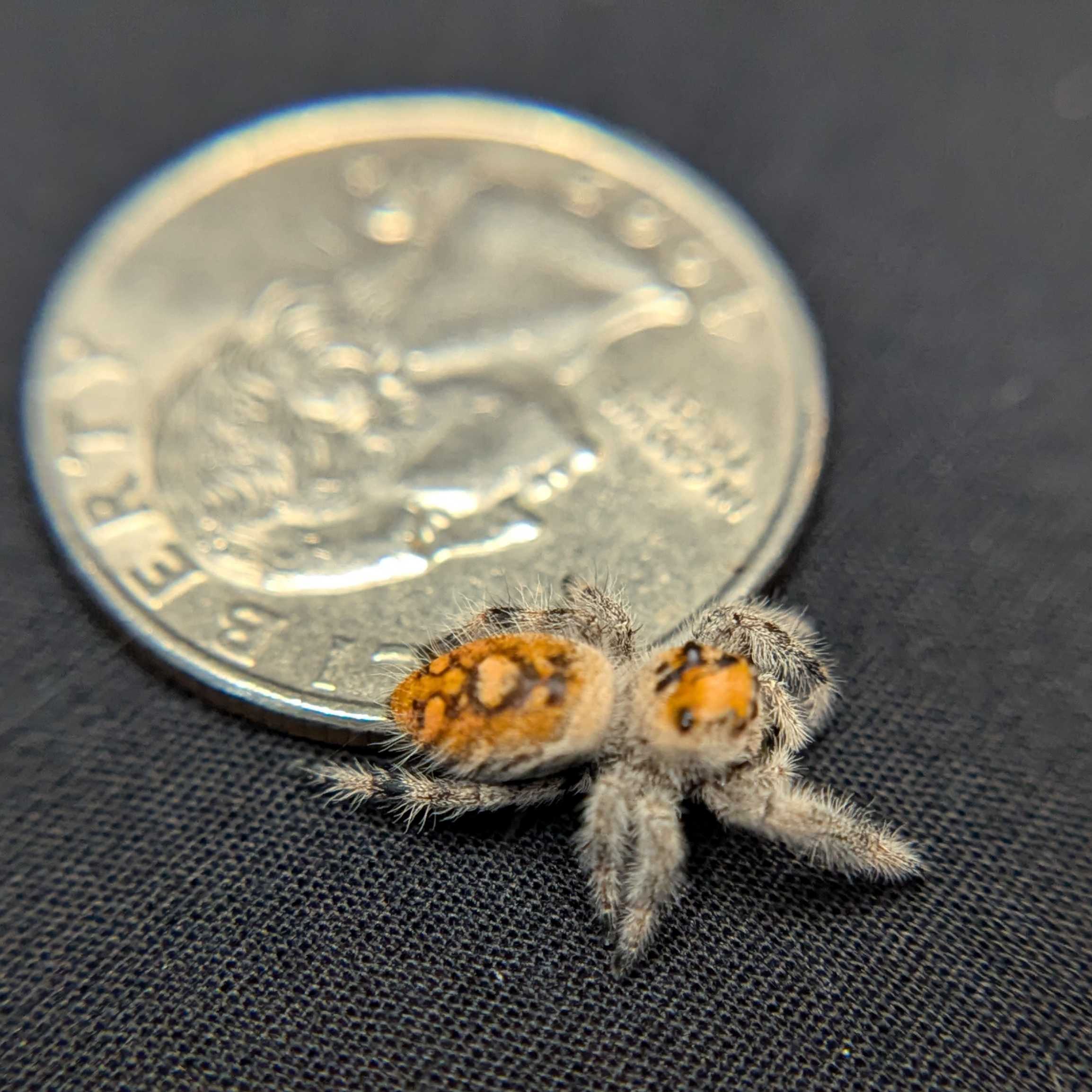 Regal Jumping Spider “Solara”