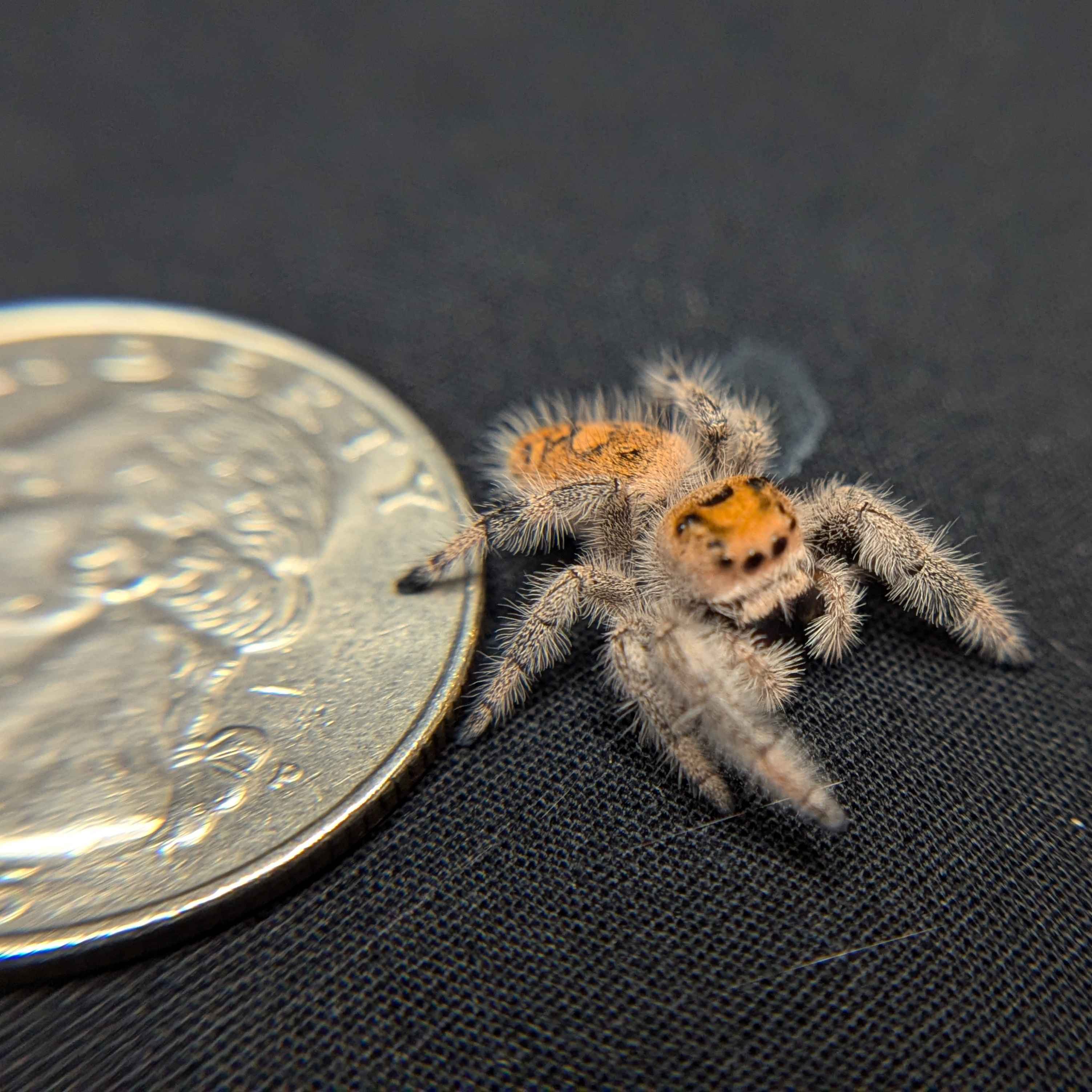 Regal Jumping Spider "Lilac"