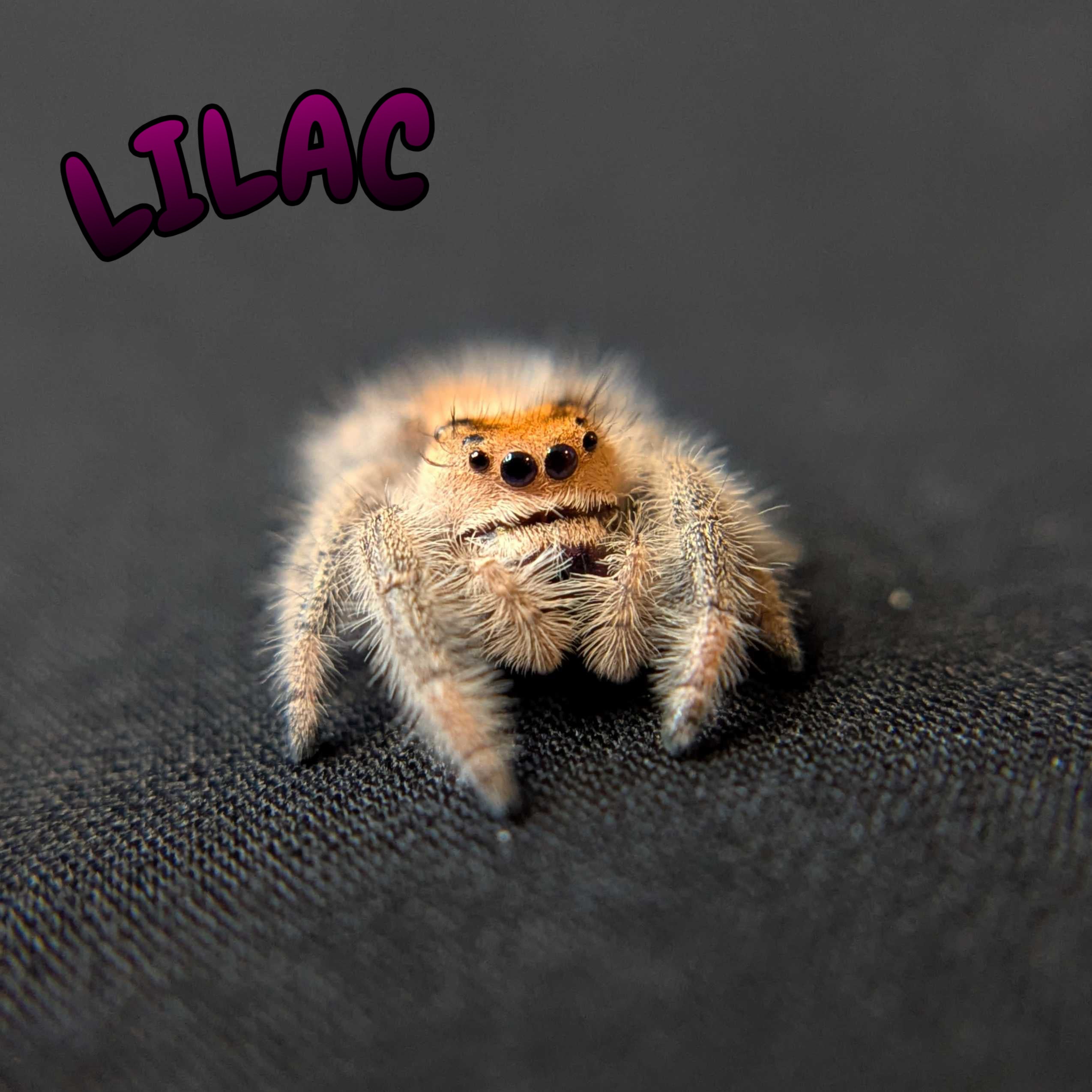 Regal Jumping Spider "Lilac"
