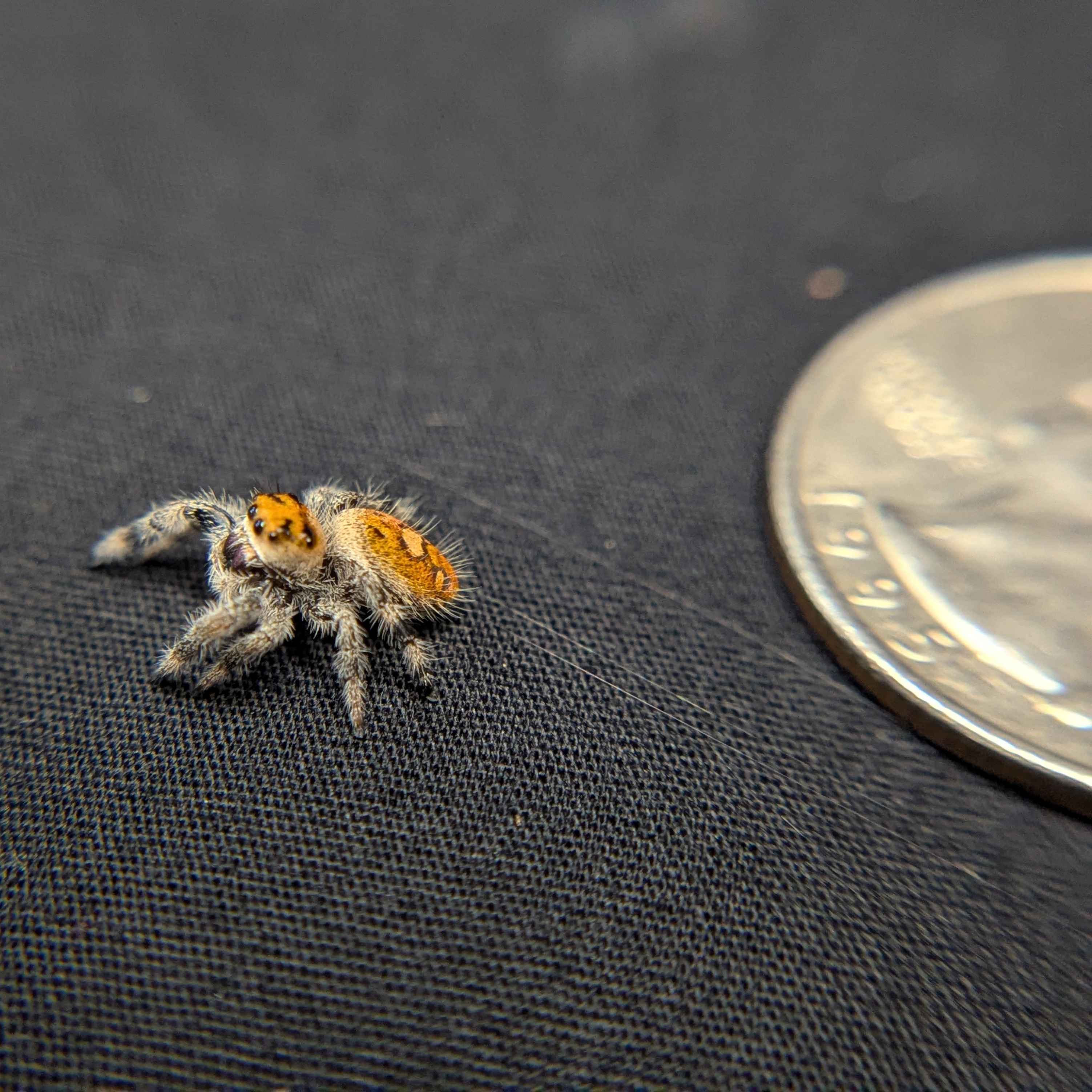 Regal Jumping Spider "Nugget"