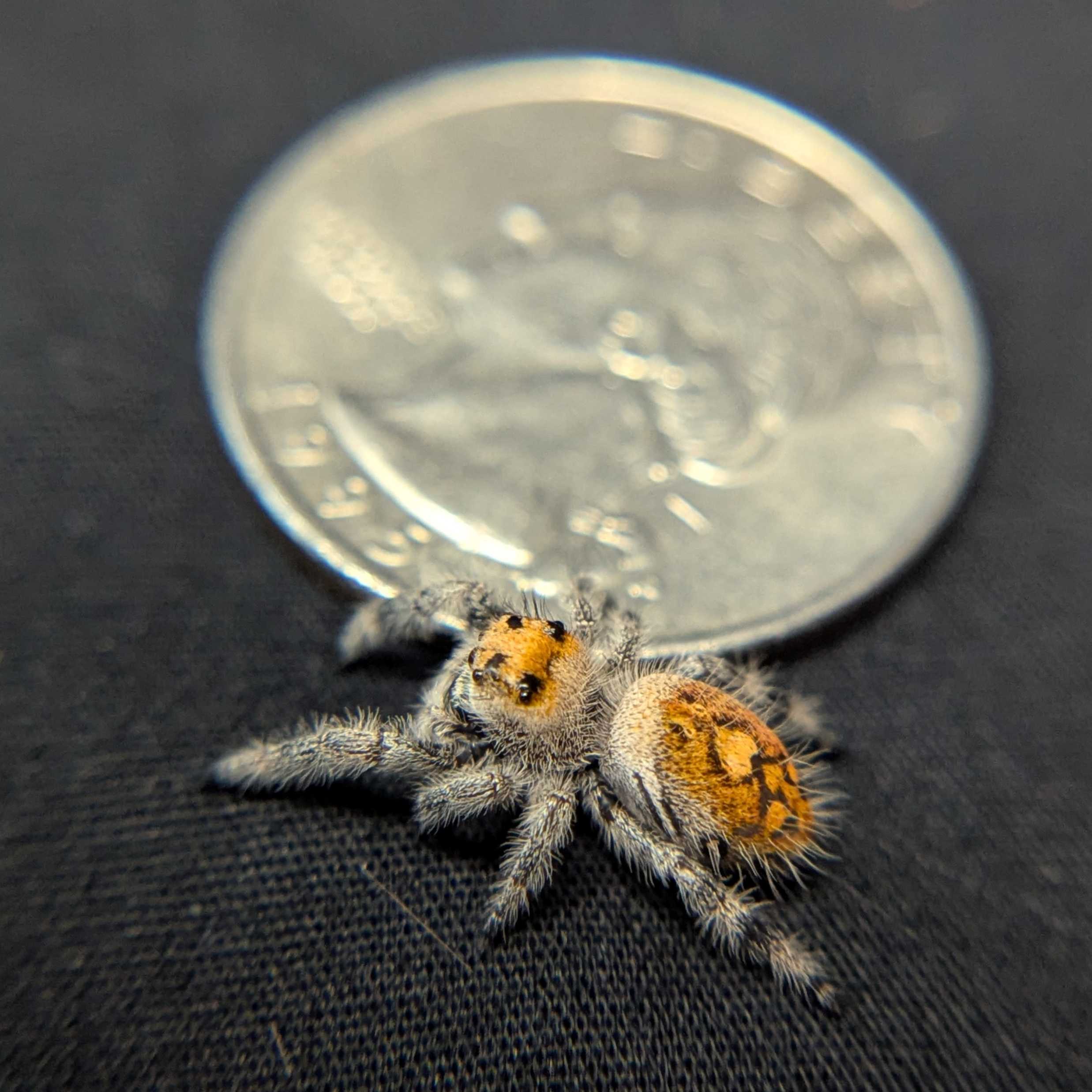 Regal Jumping Spider "Artemis"