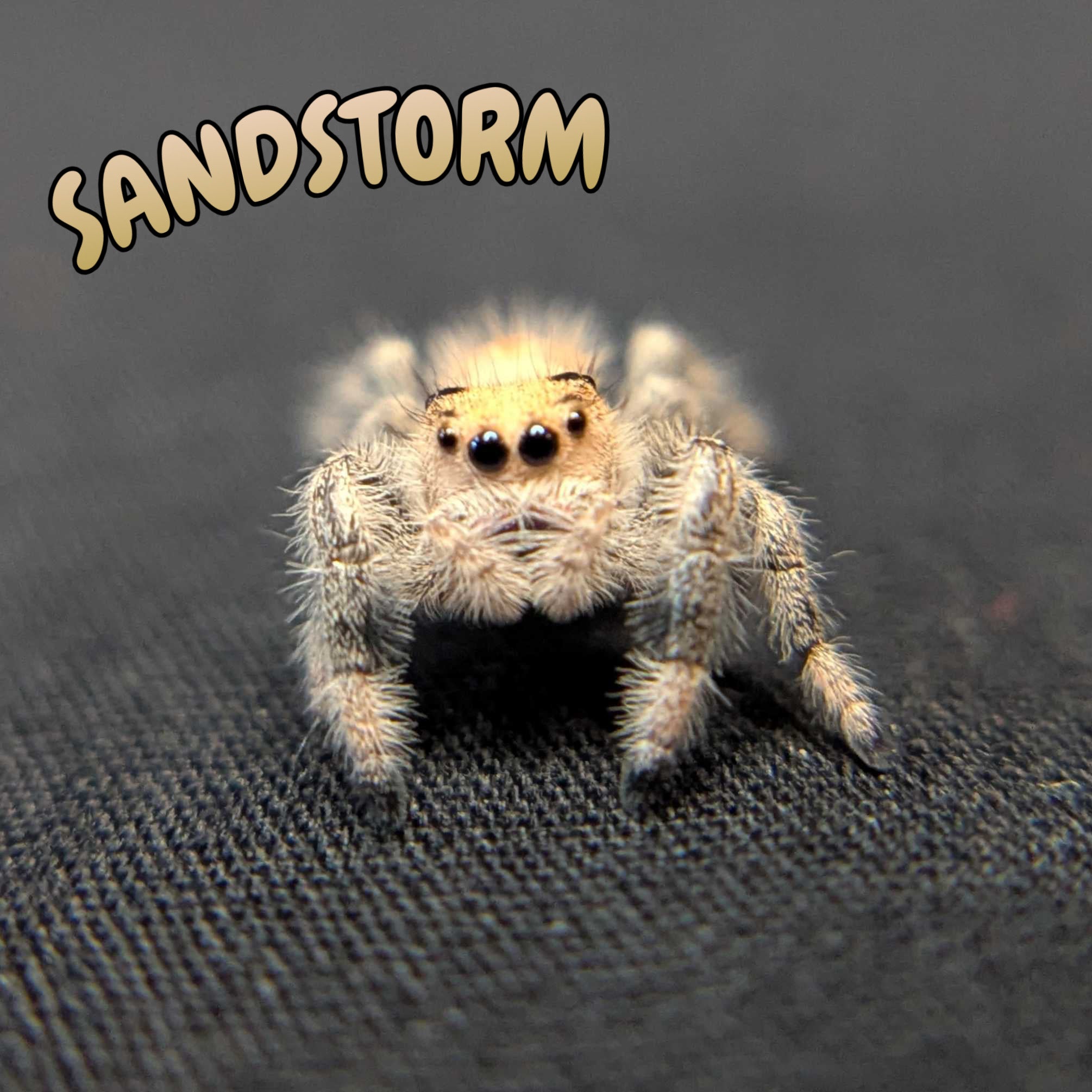 Regal Jumping Spider "Sandstorm"