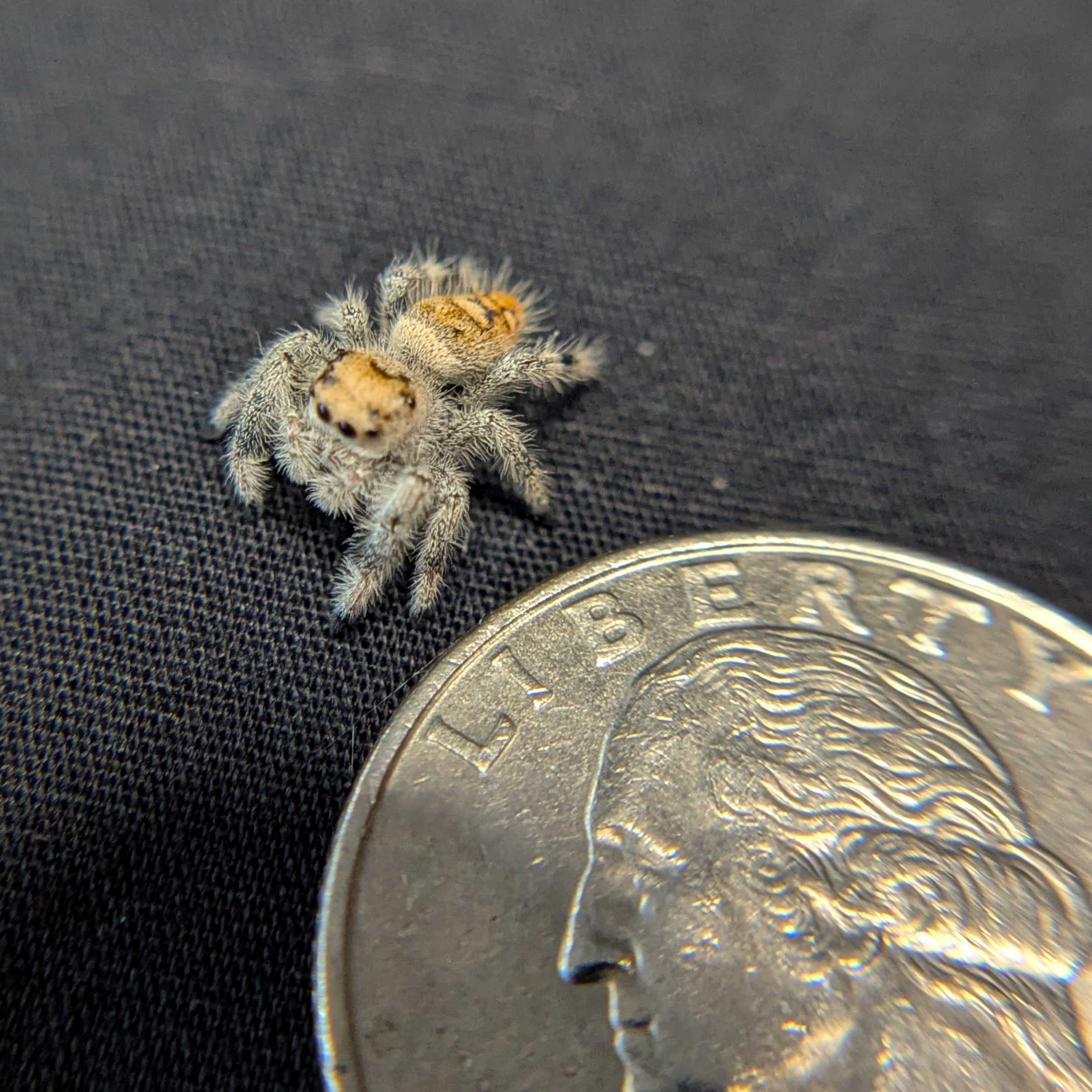 Regal Jumping Spider "Bunny"