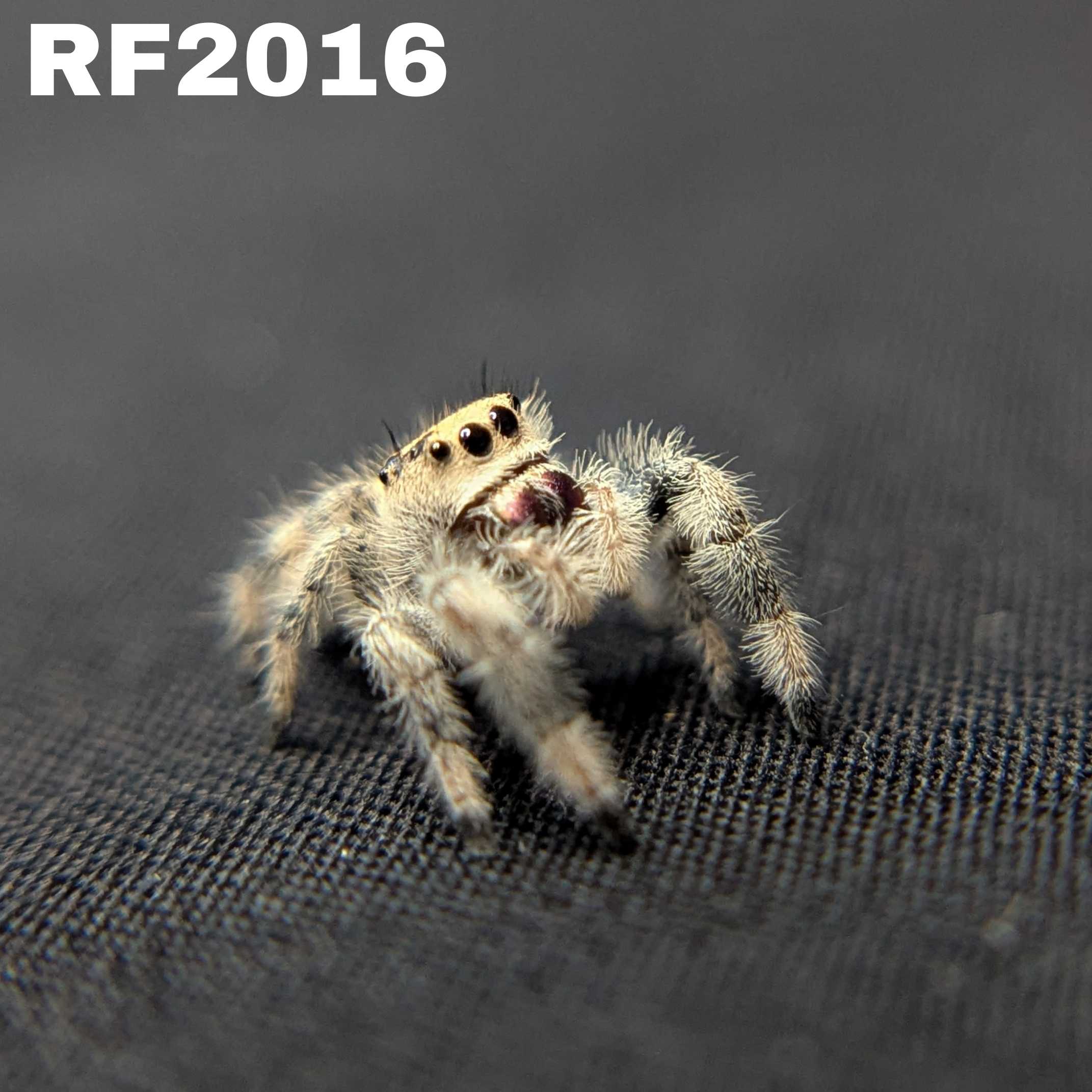Regal Jumping Spider "Bunny"