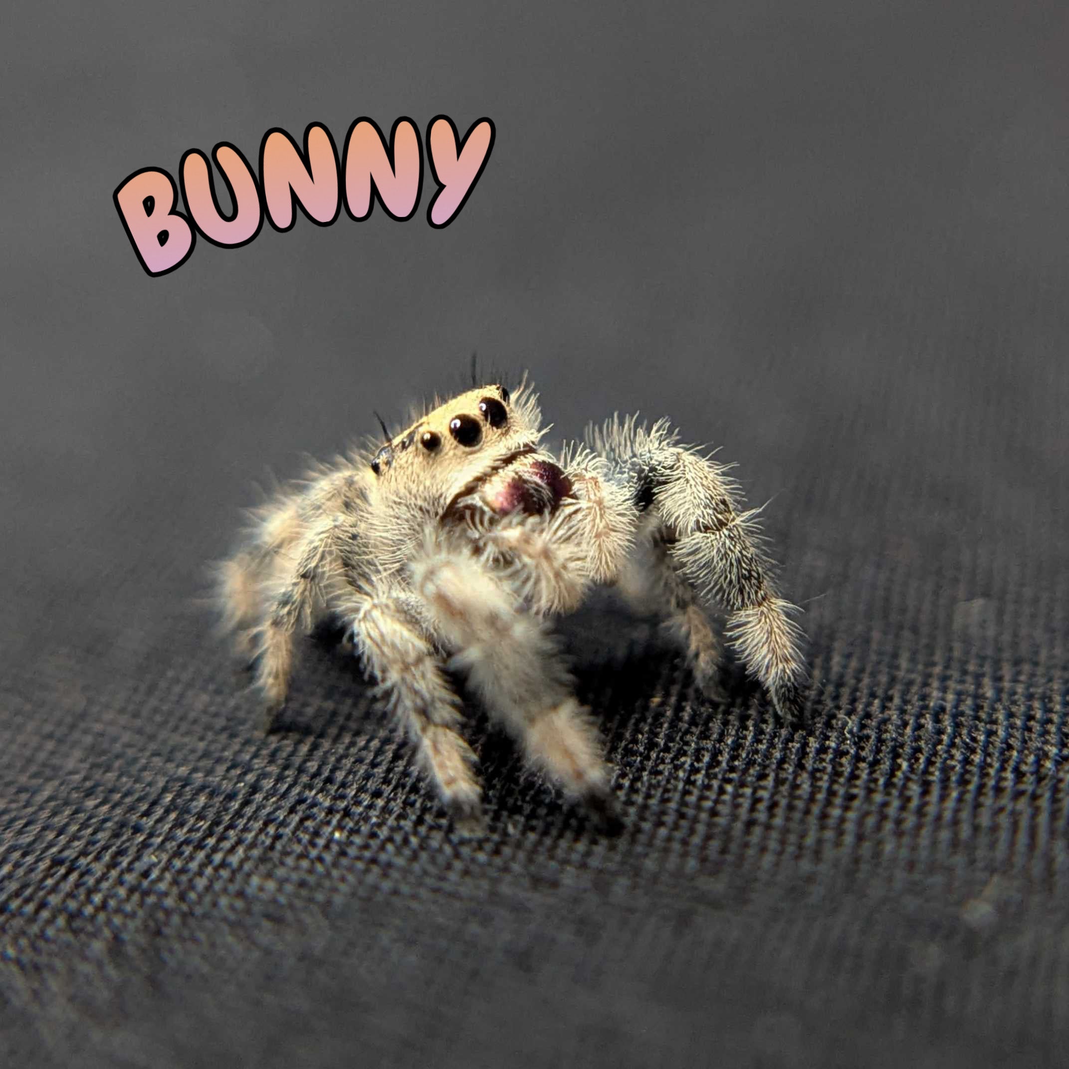 Regal Jumping Spider "Bunny"