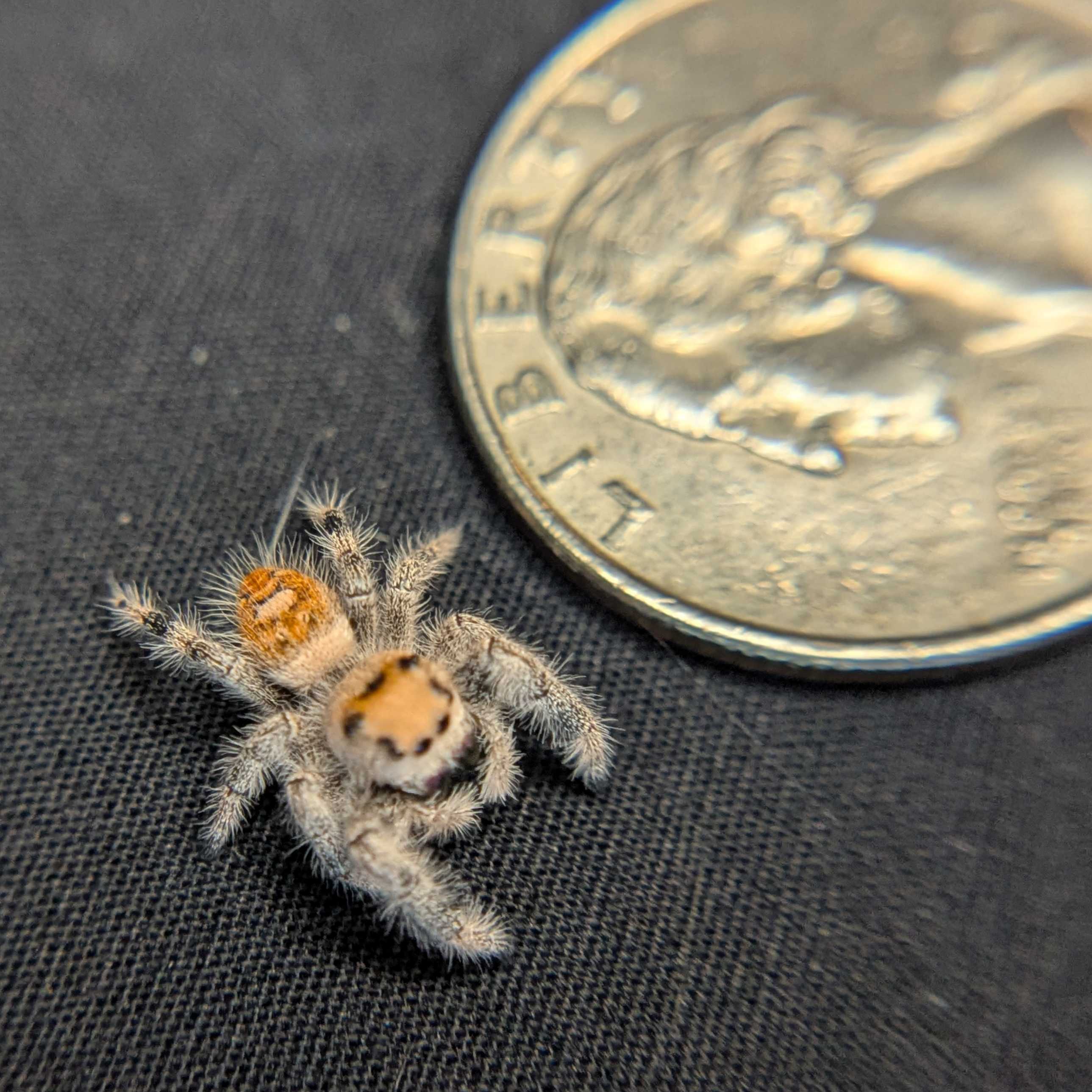 Regal Jumping Spider "Lily"