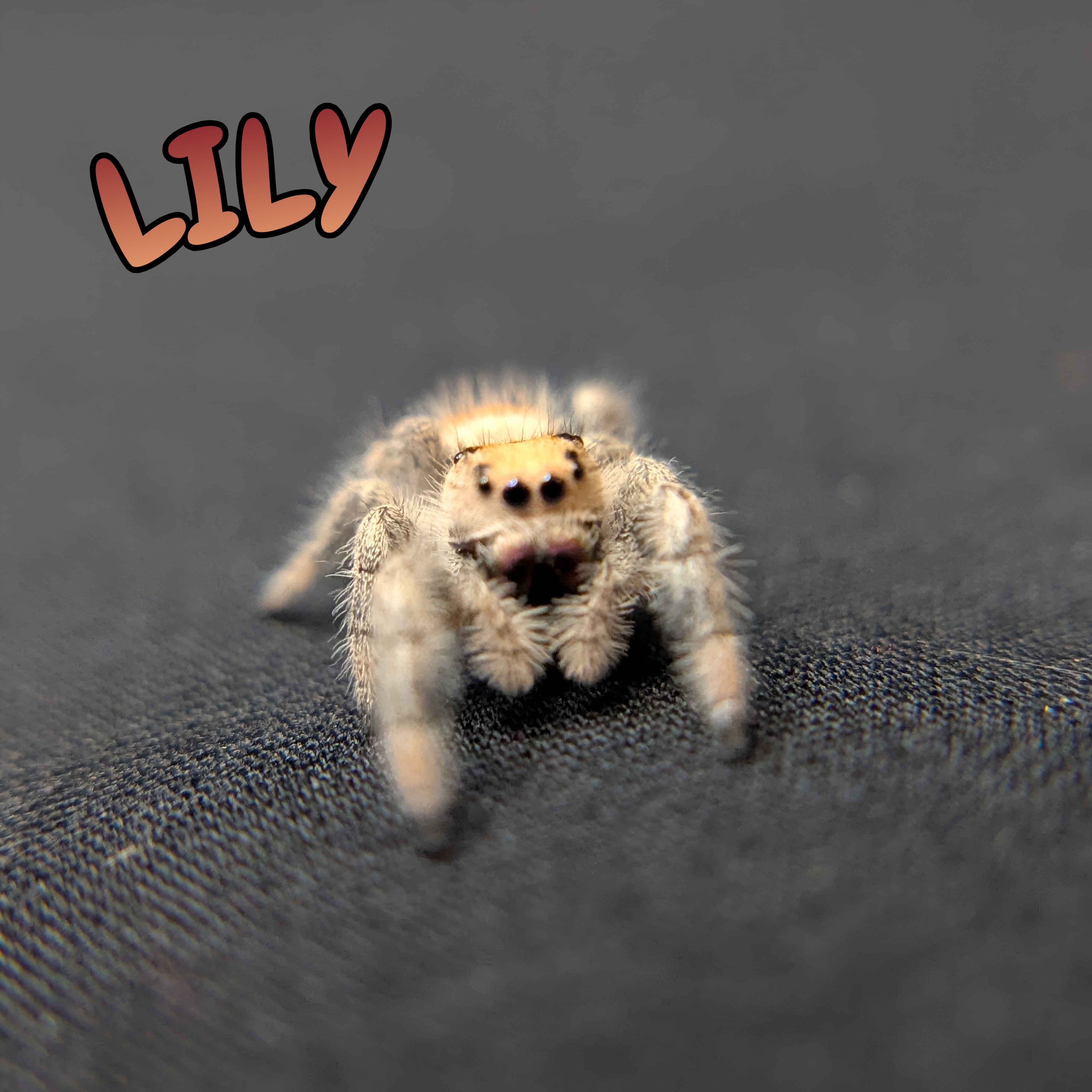 Regal Jumping Spider "Lily"