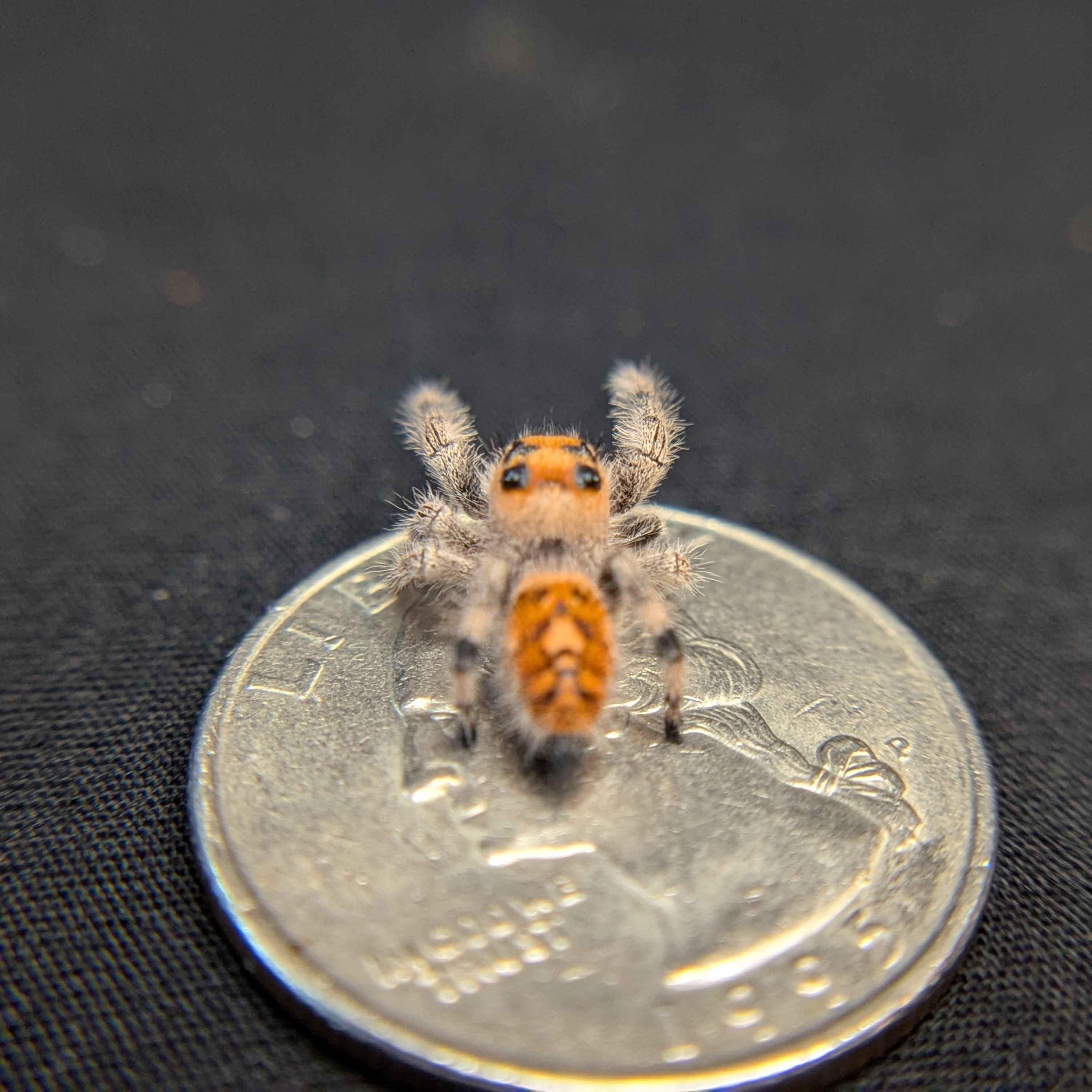 Regal Jumping Spider "Viola"