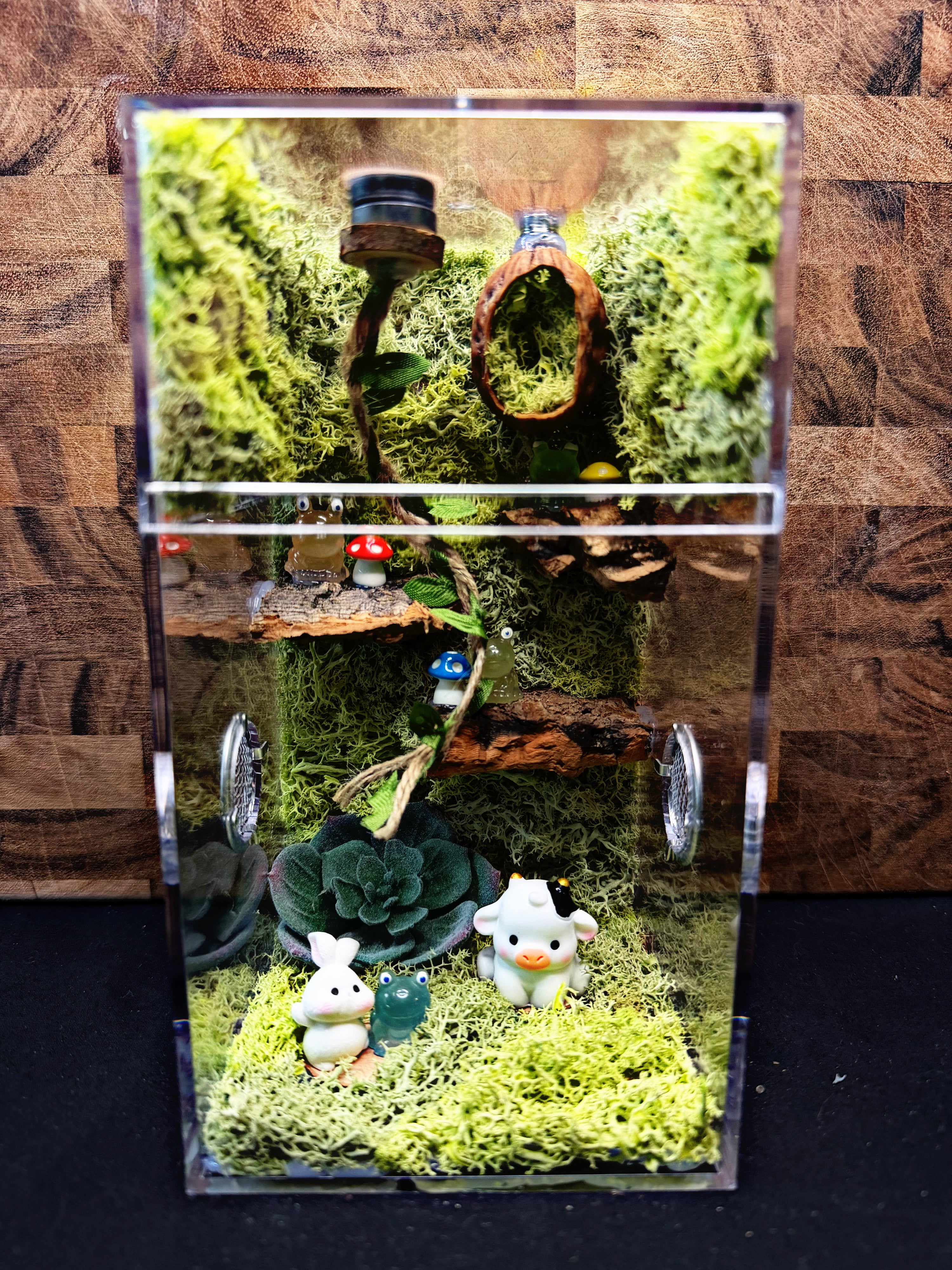 Custom Jumping Spider Enclosure