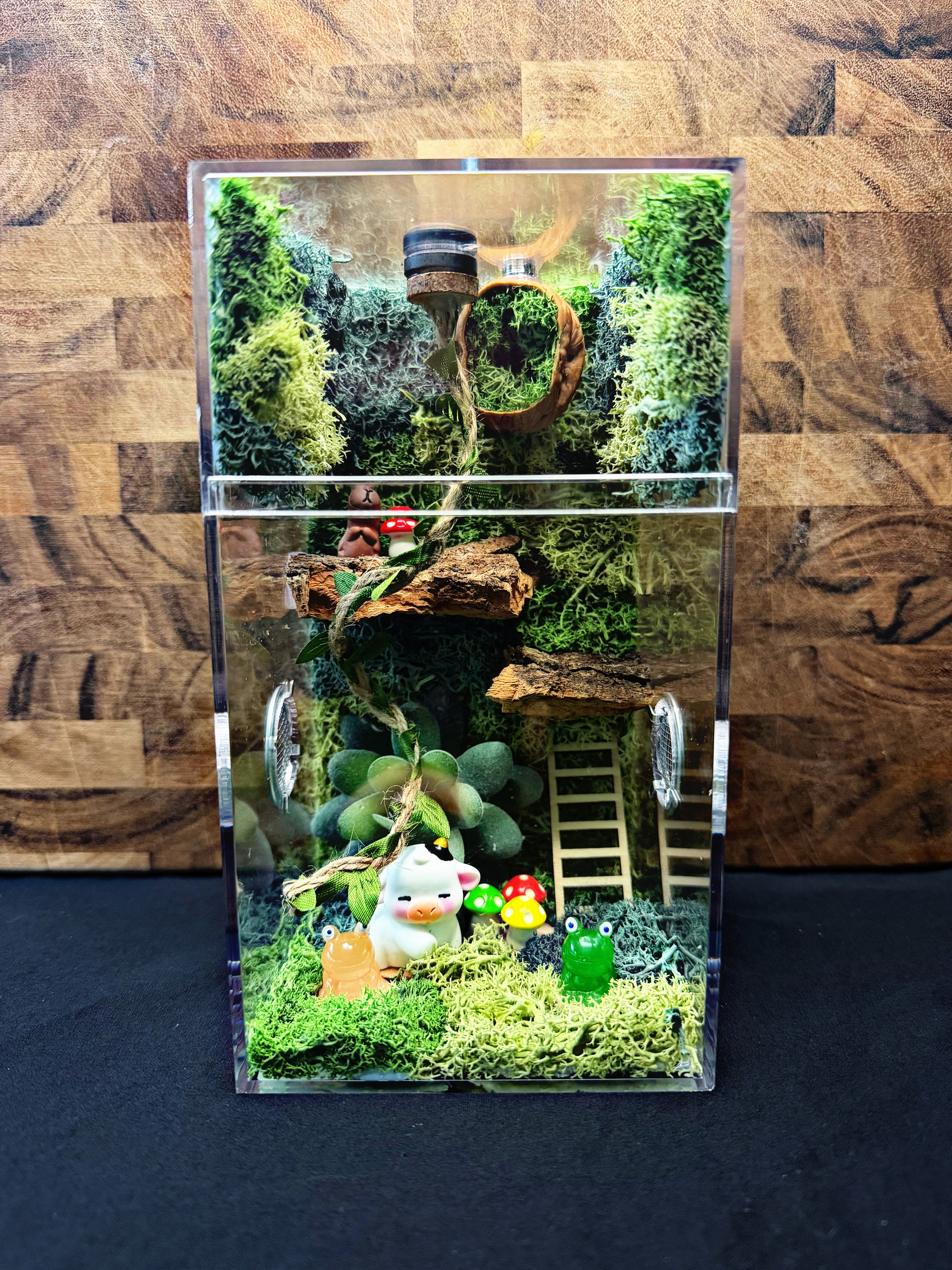 Custom Jumping Spider Enclosure