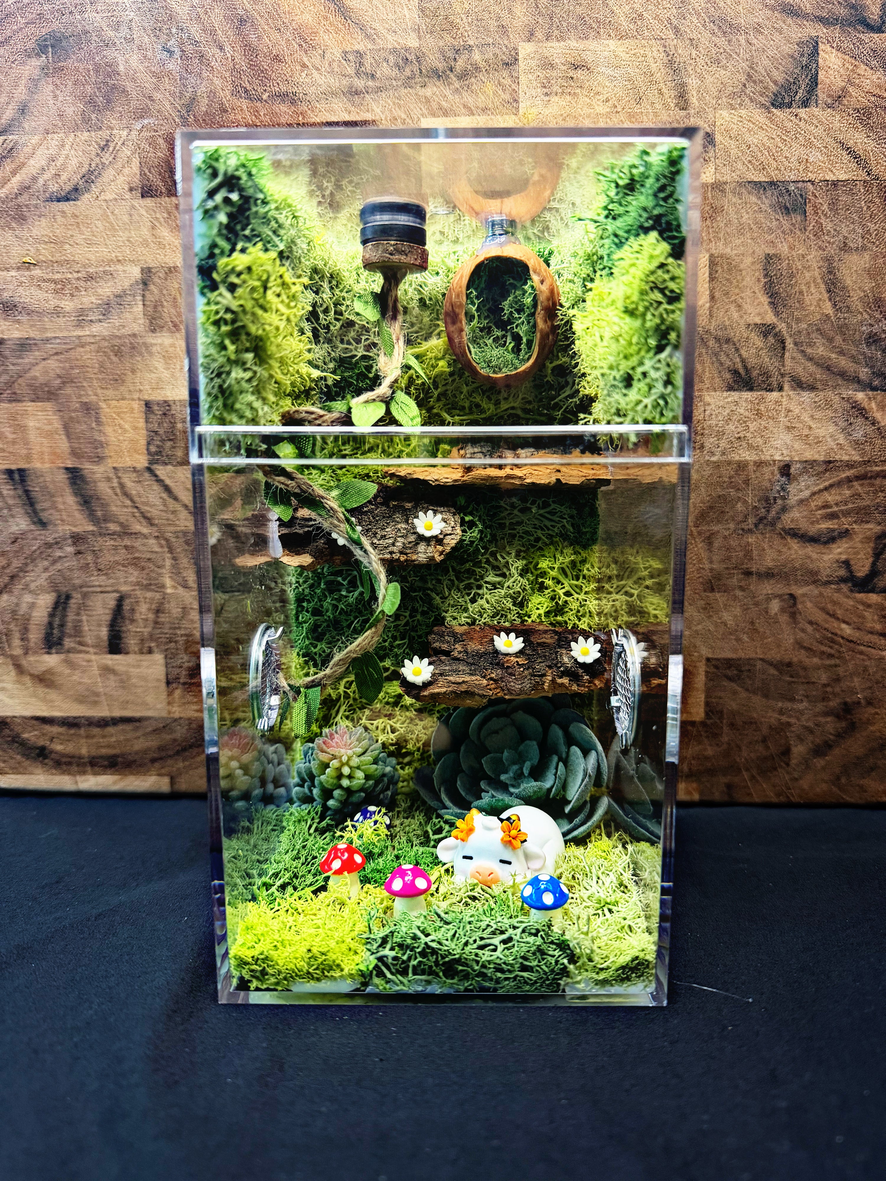 Custom Jumping Spider Enclosure