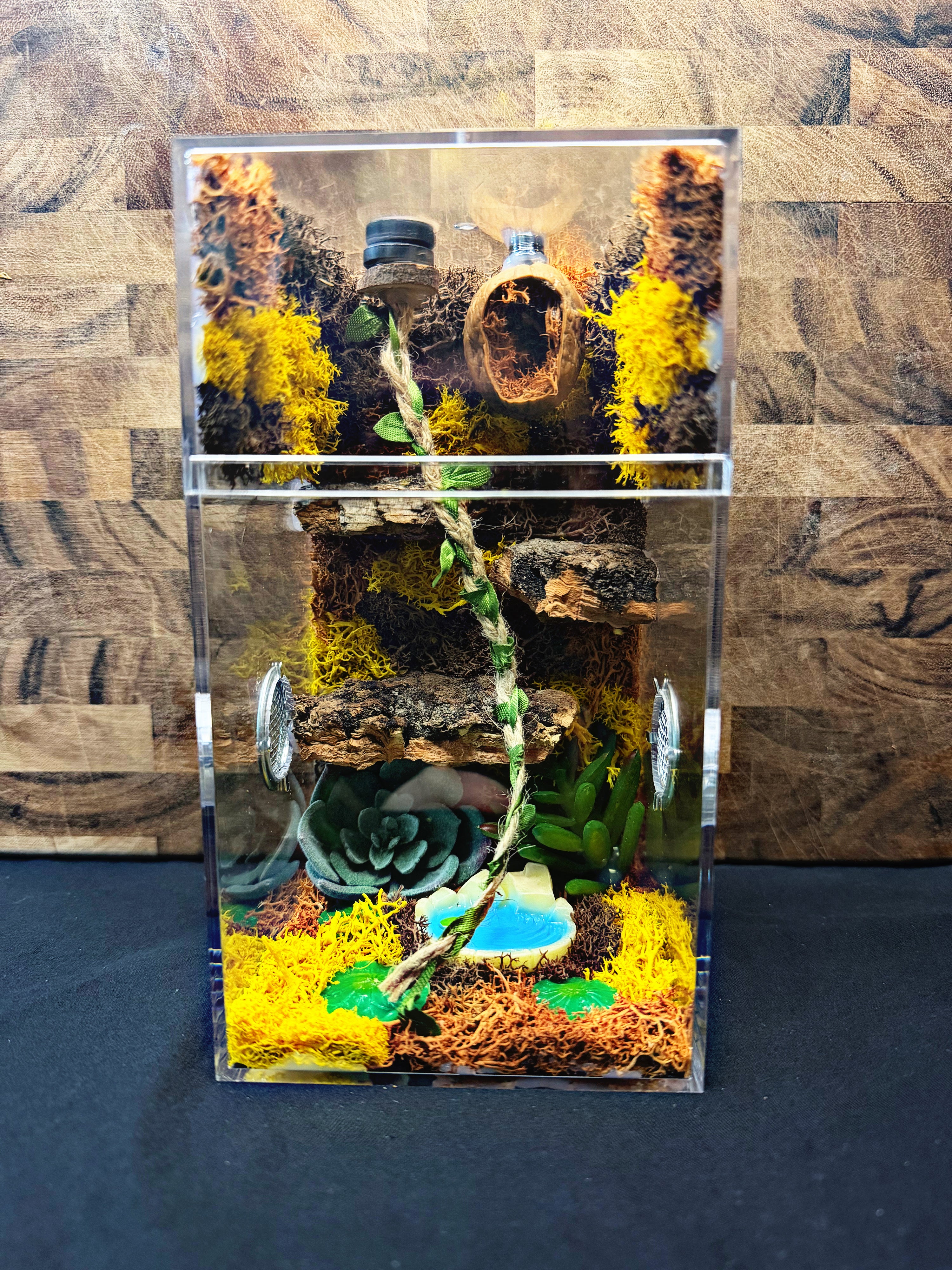 Custom Jumping Spider Enclosure