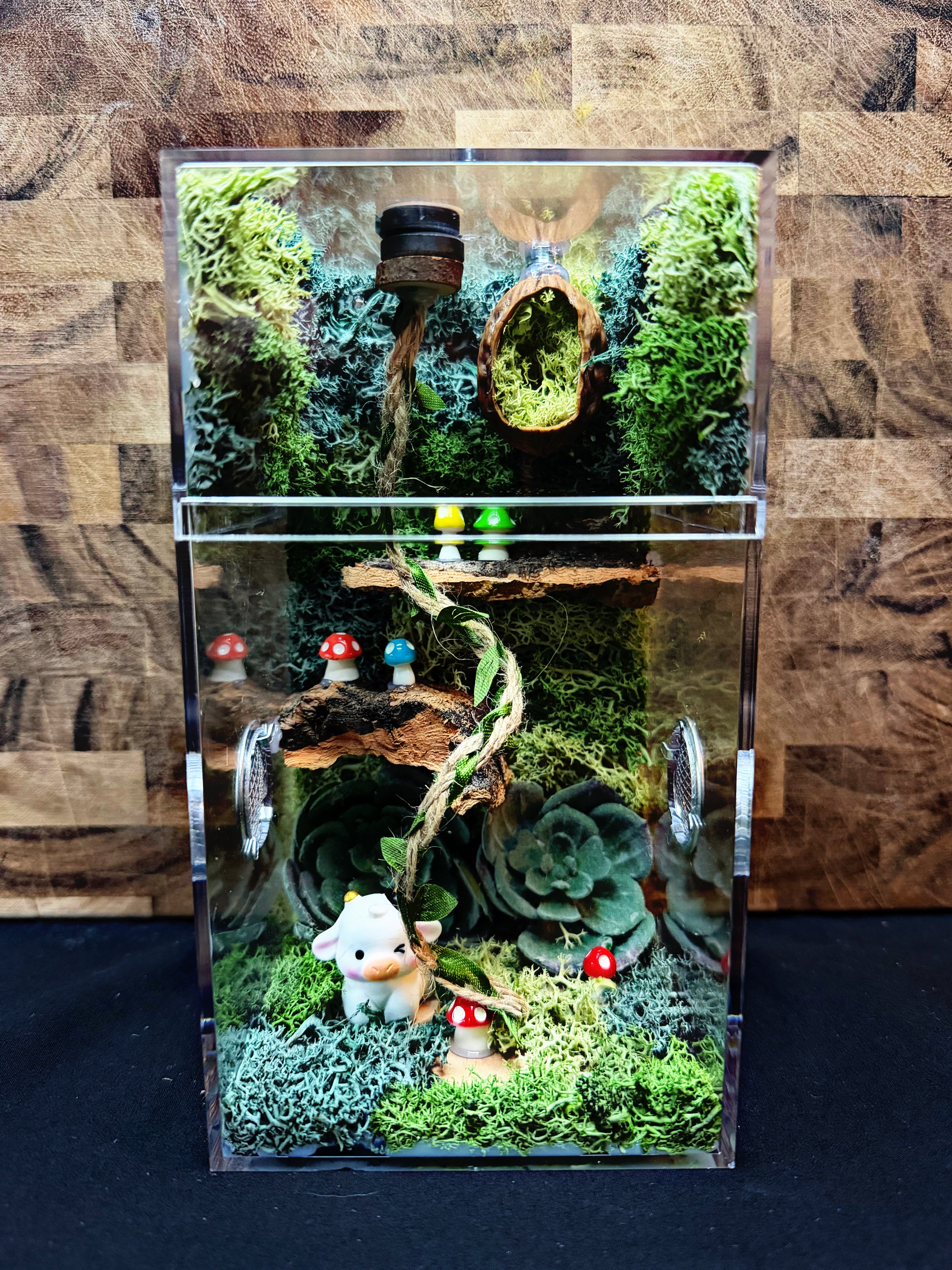 Custom Jumping Spider Enclosure