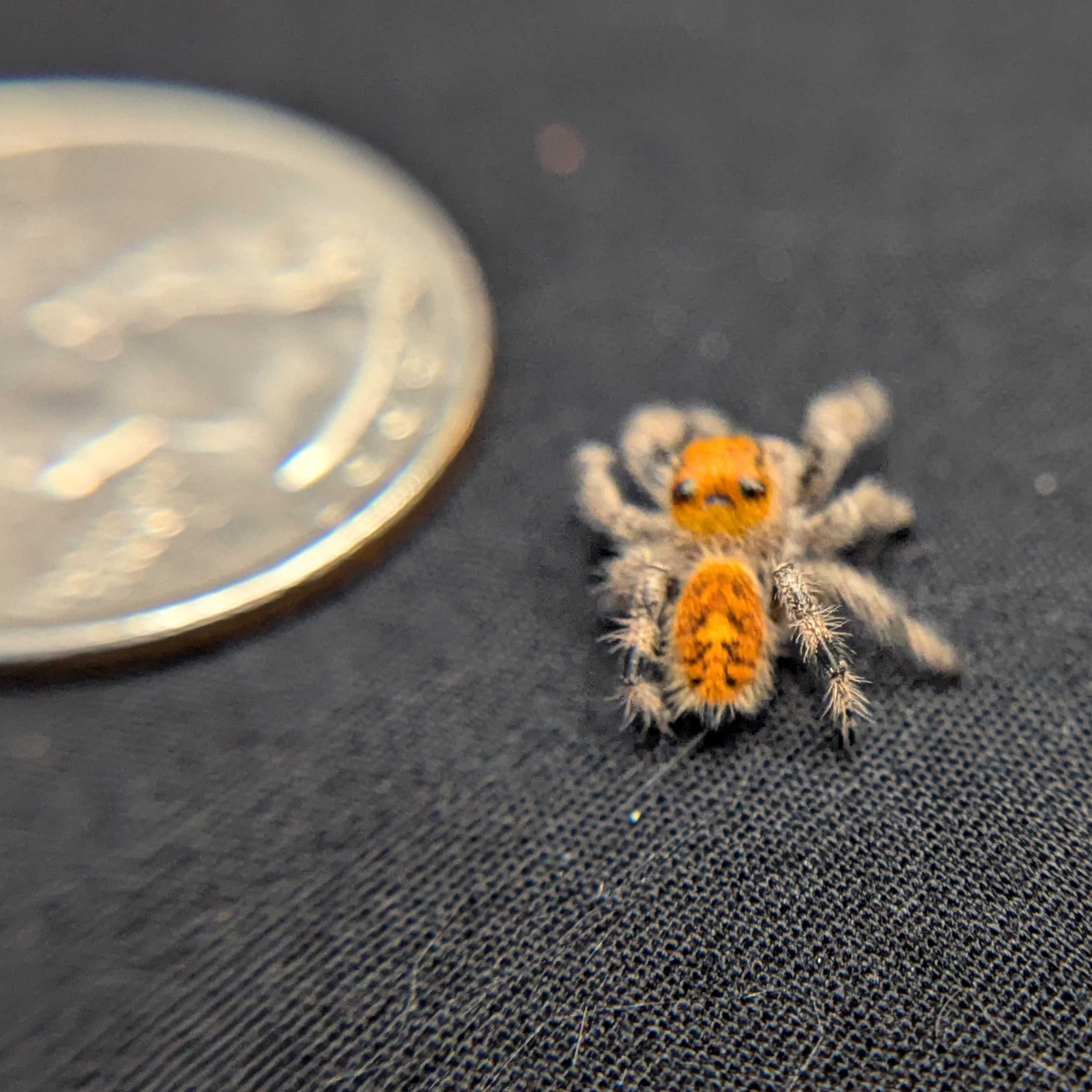 Regal Jumping Spider “Paprika”
