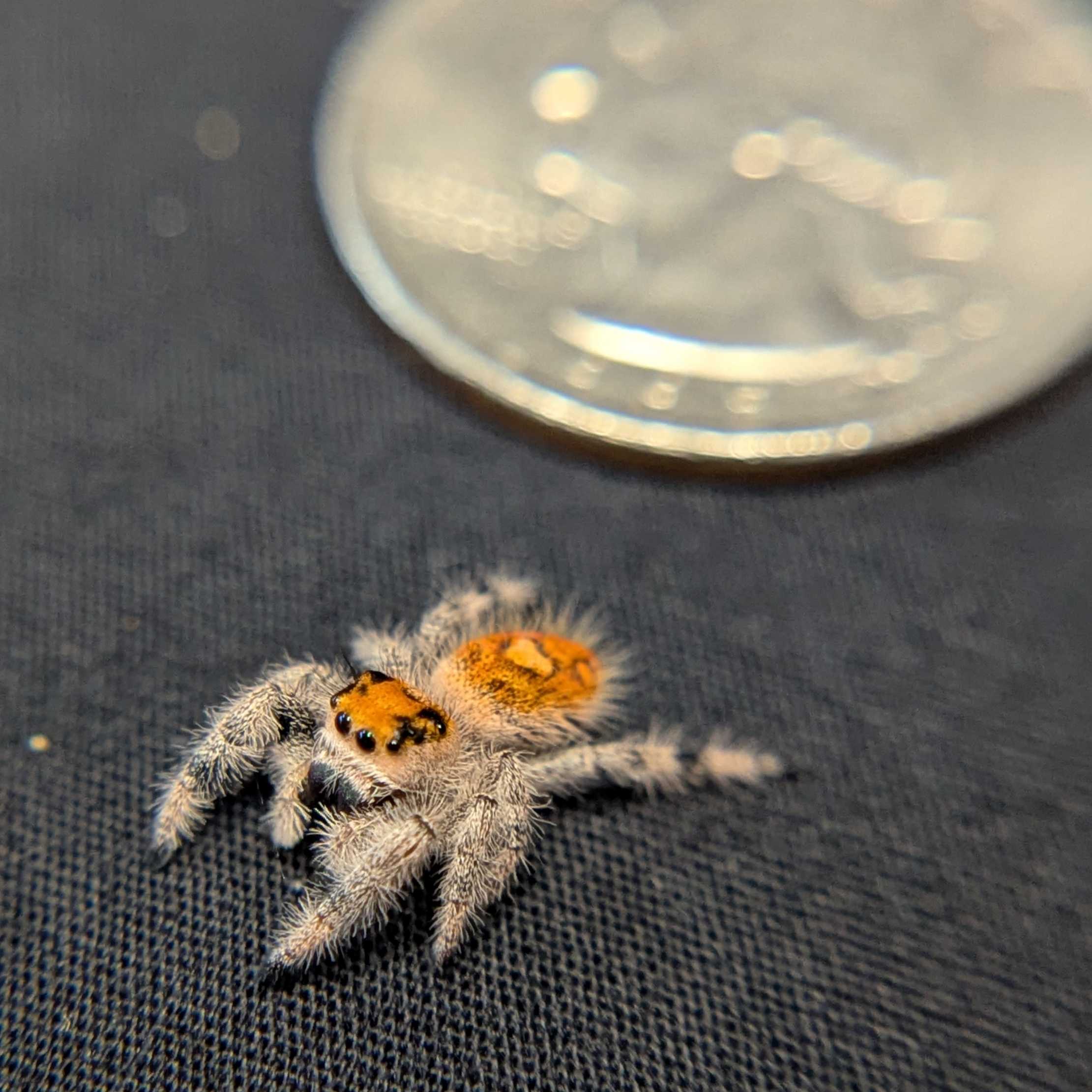 Regal Jumping Spider “Charm”