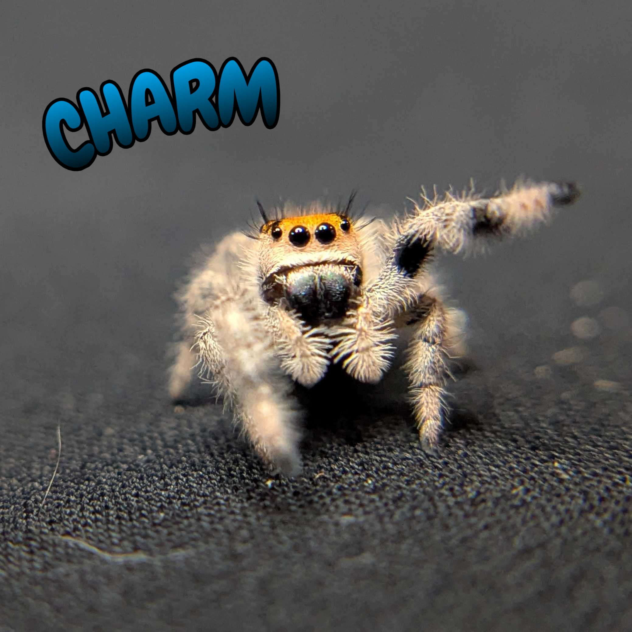 Regal Jumping Spider “Charm”