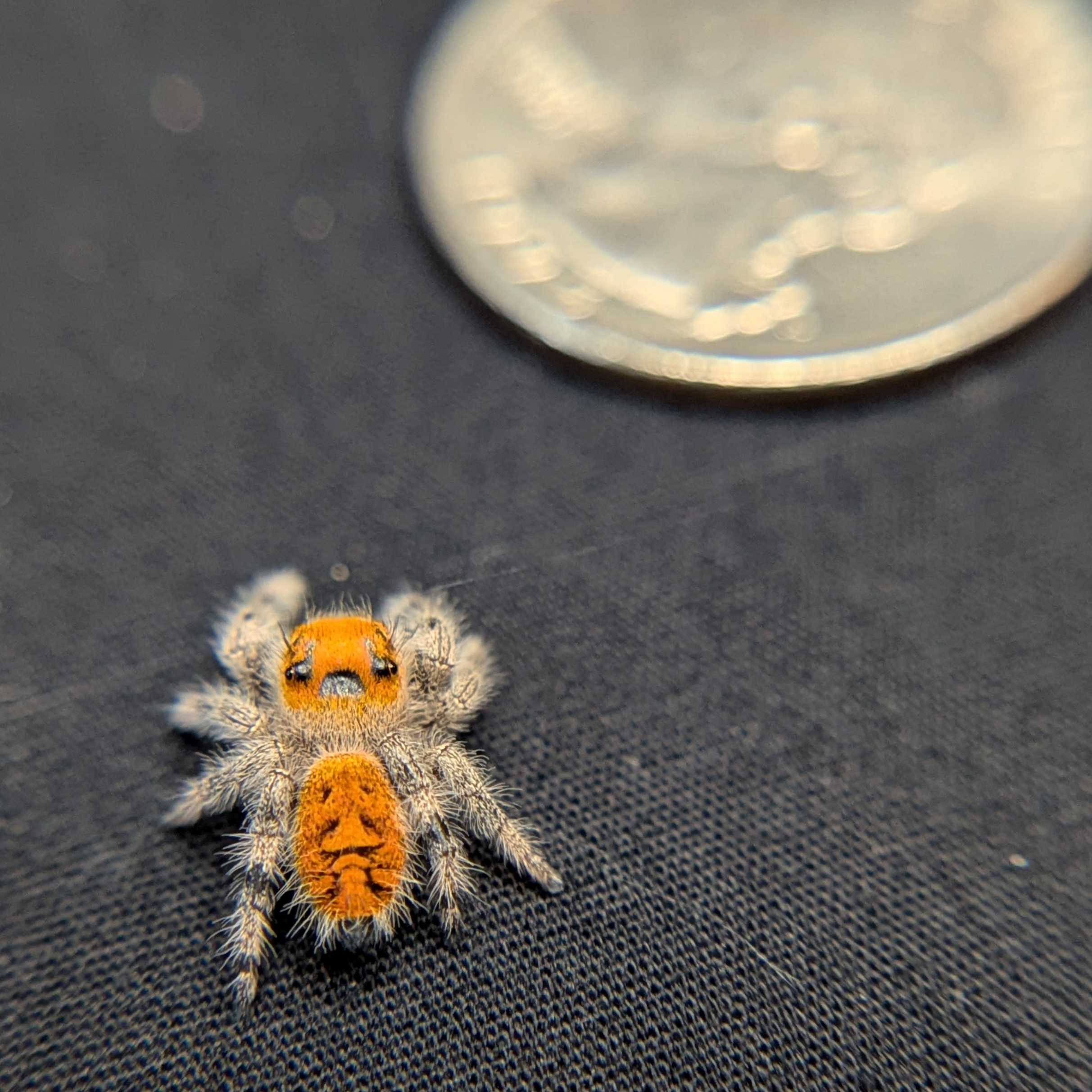 Regal Jumping Spider "Buttersizzle"