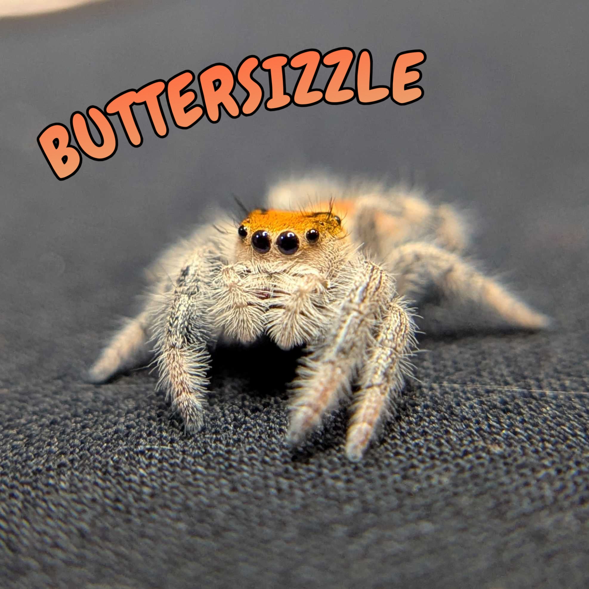 Regal Jumping Spider "Buttersizzle"